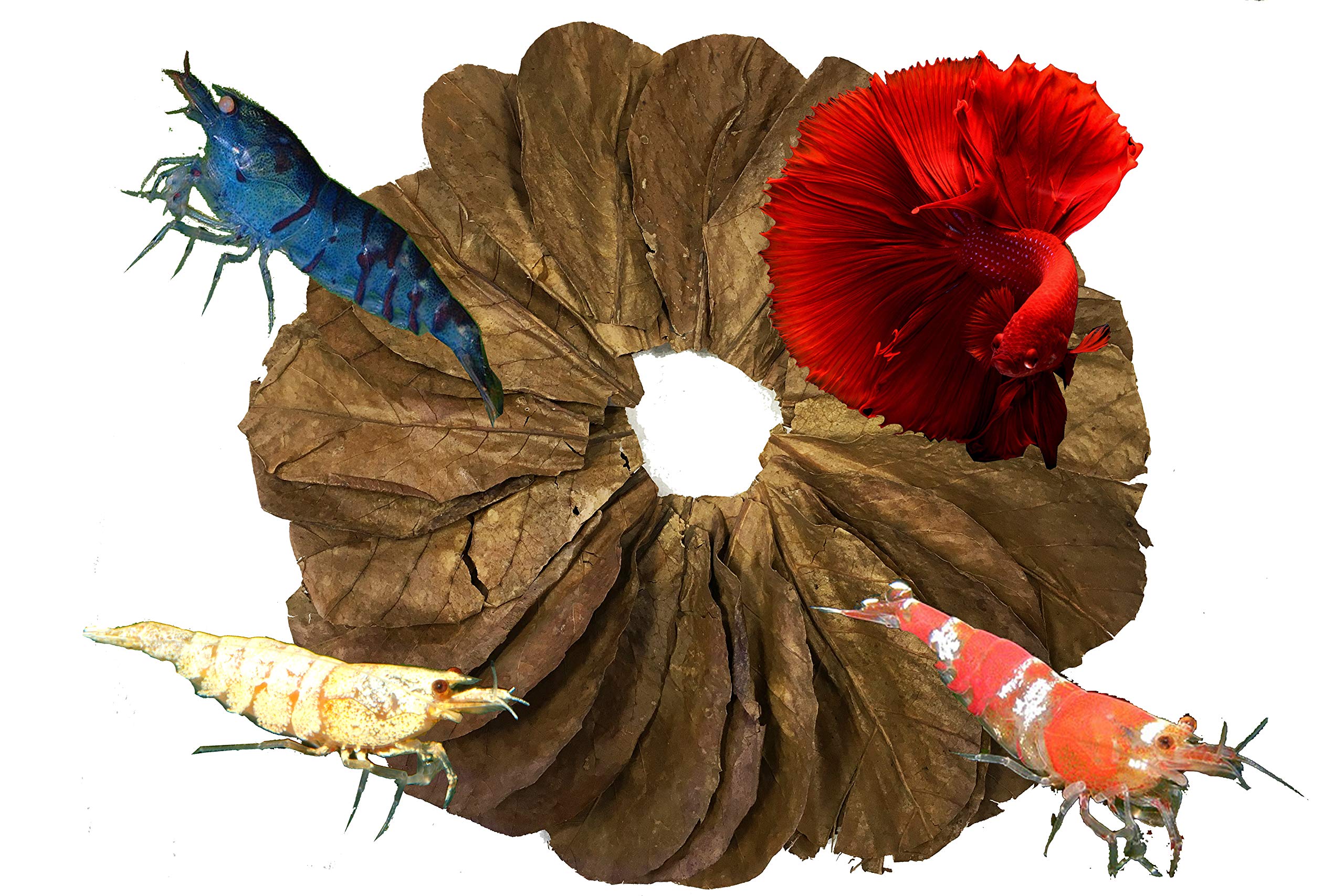 Awesome Aquatic Shrimp & Betta Leaves Catappa/Indian Almond, Dadap, Mulberry Natural Habitat Tannin Producing Improves Immunity