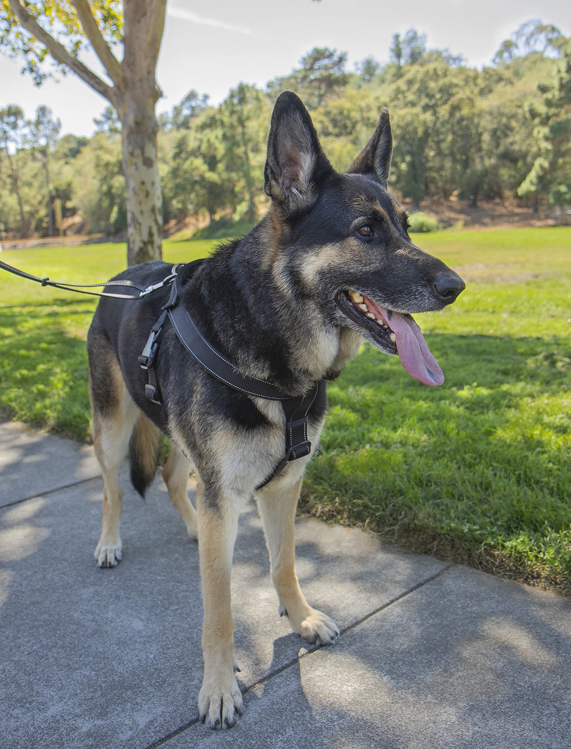 Sherpa Dog Harness, Built-In Quick Grab Handle, Padded - Black, Extra Large