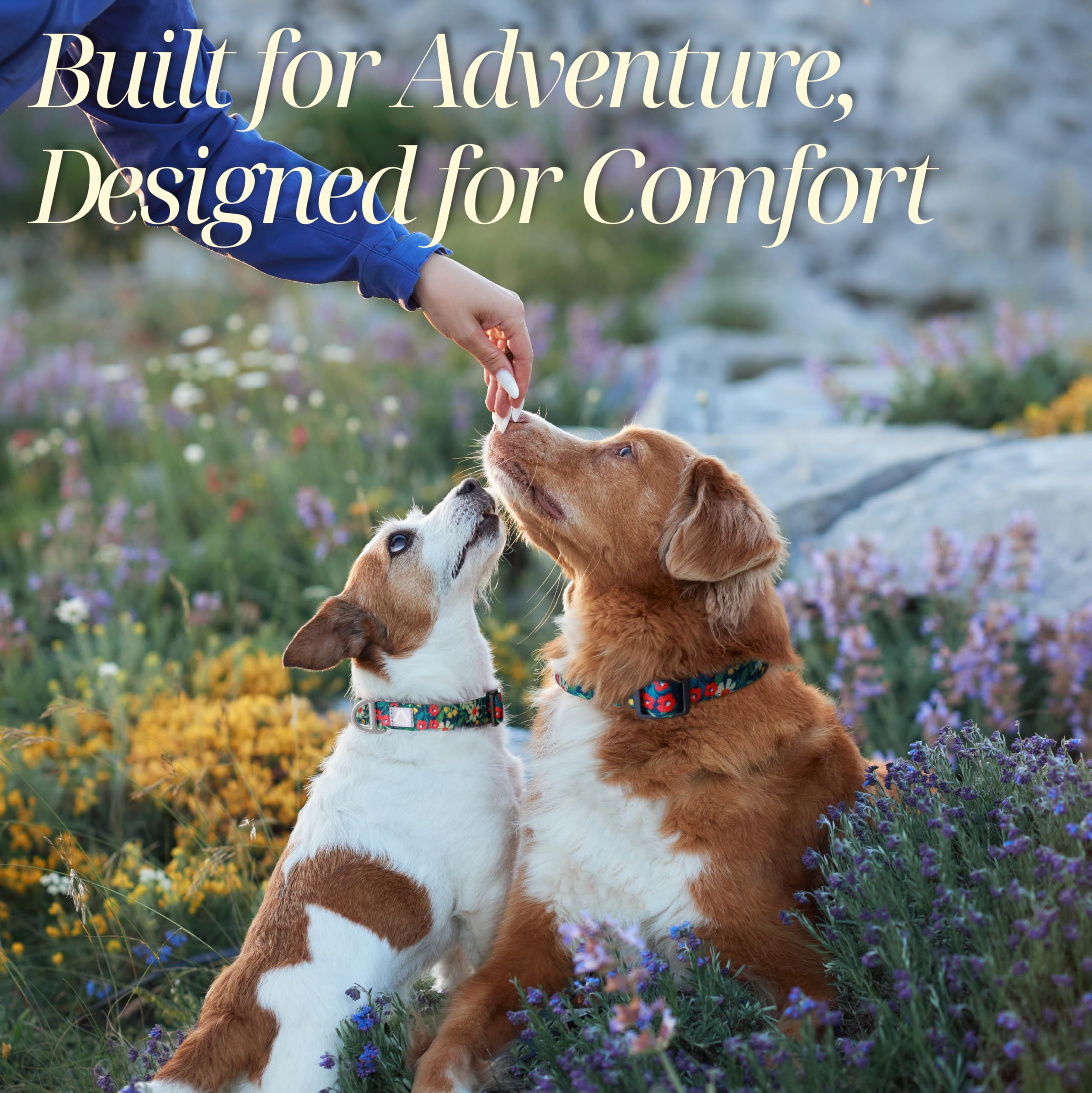 Jc House Dog Collar For Large Dogs With Reflective Logo And Soft Padded Neoprene,Floral Print Design,Adjustable,Lightweight & Du