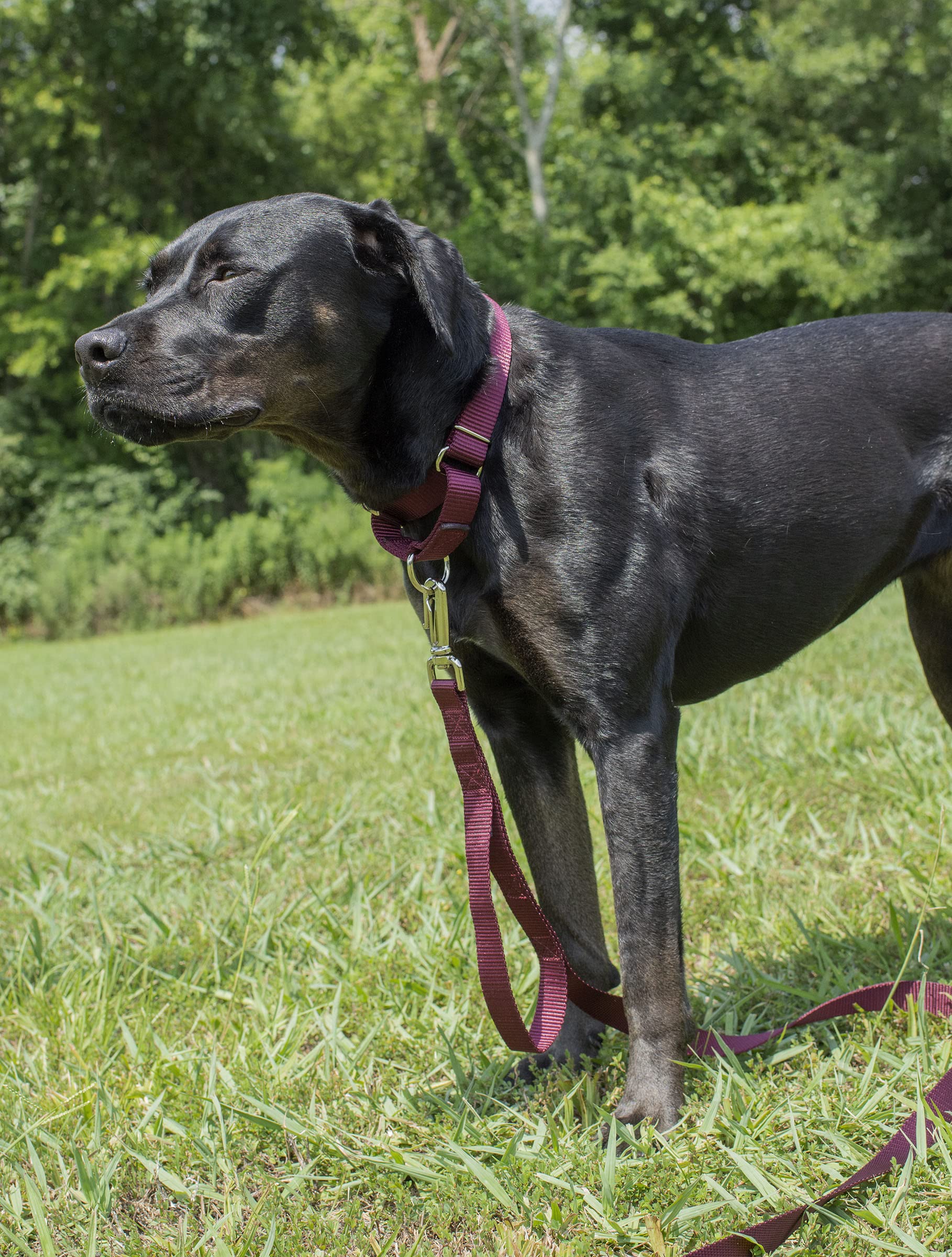 Country Brook Petz - Burgundy Martingale Heavy Duty Nylon Dog Collar - 21 Vibrant Color Options (1 Inch Width, Extra Large)