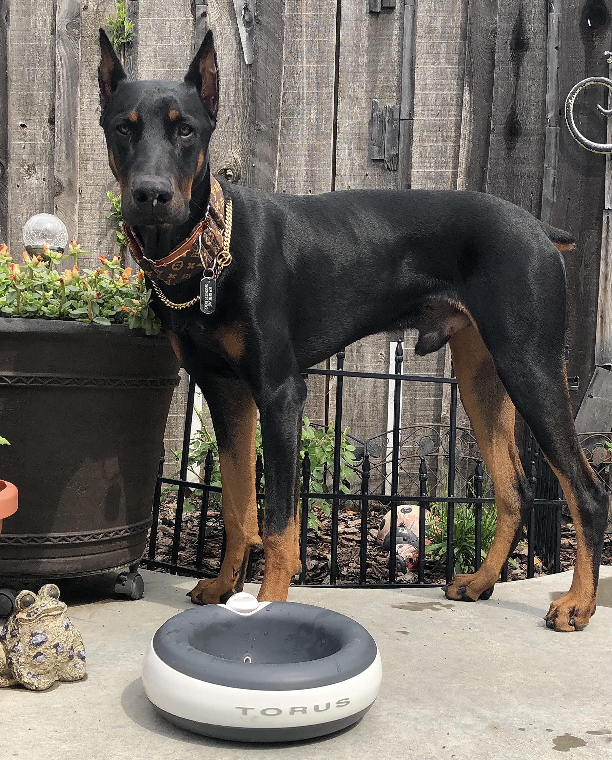 Heyrex Torus 2-Liter Pet Water Bowl, Charcoal