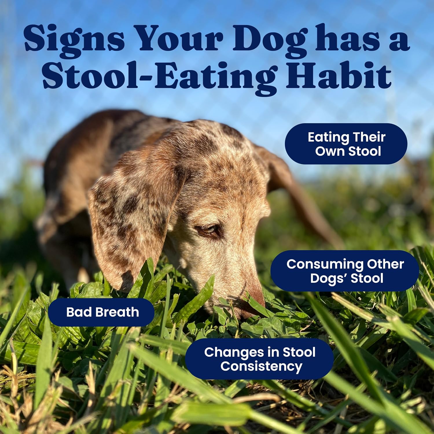 Solid Gold No Poo Chews for Dogs - Coprophagia Deterrent & Stool Eating Deterrent for Dogs that Eat Dog Poop - Stop Eating Poop
