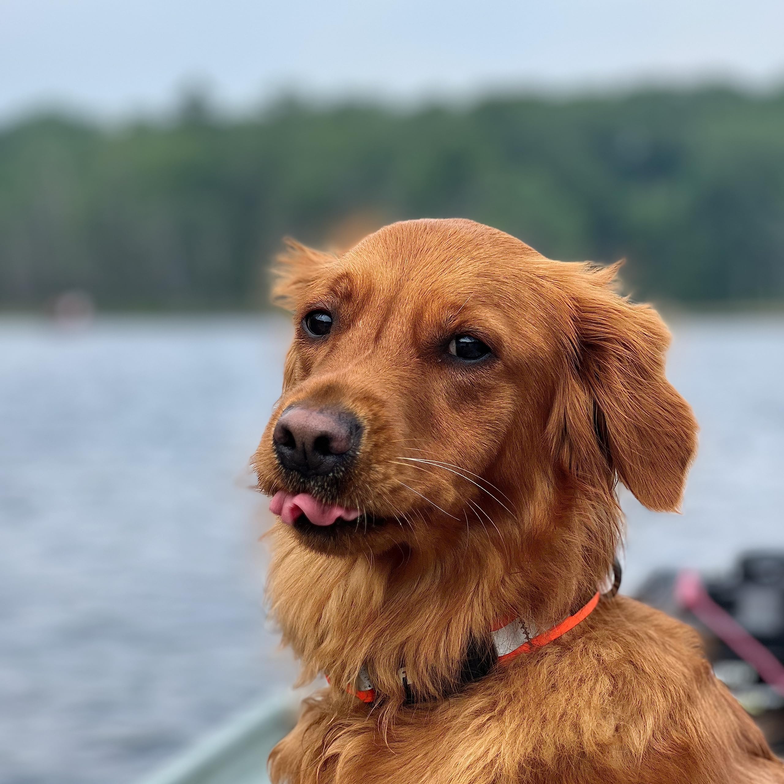 Stunt Puppy Dog Collar, Fi Series 3 Ready, Ribbon Skirt, Medium - Compatible With Fi Gps Device (Not Included)