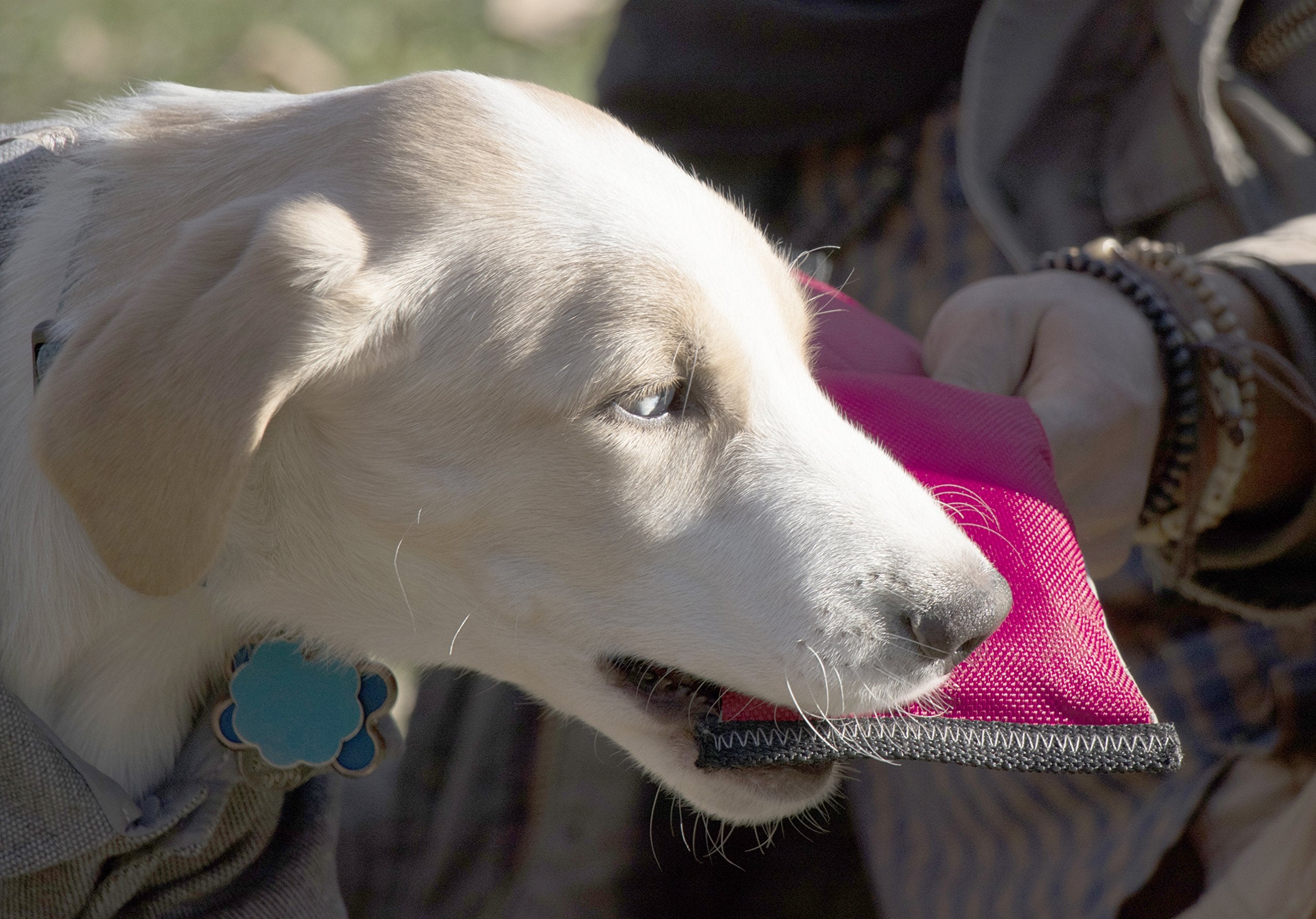 Pet Life 'Extreme Neoprene' Tug-N-Pull Waterproof Dog Toy - Tugging and Floating Dog Toy or Fetch Pet Toy