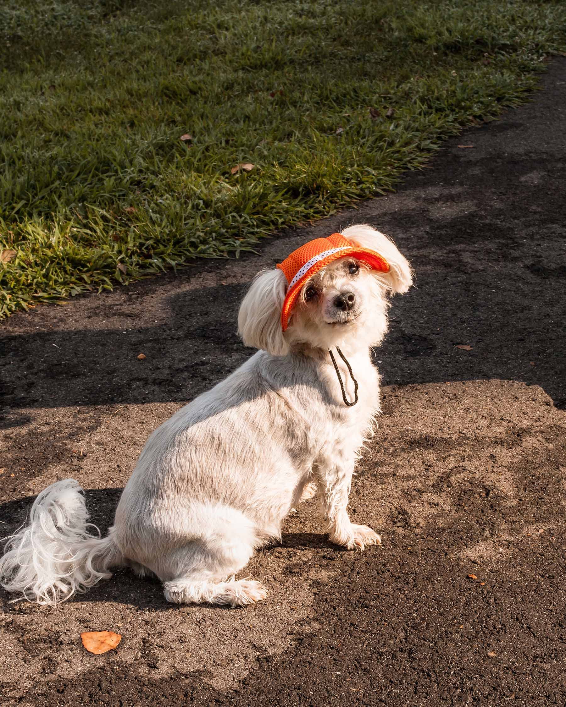 Pet Life ® 'Sea Spot Sun' Mesh Dog Hat with UV Coverage Protection - Brimmed Pet Hats for Dogs Provides More Shade Than a Dog Banadana - Features Ear Holes and Convenient Slip-on Access
