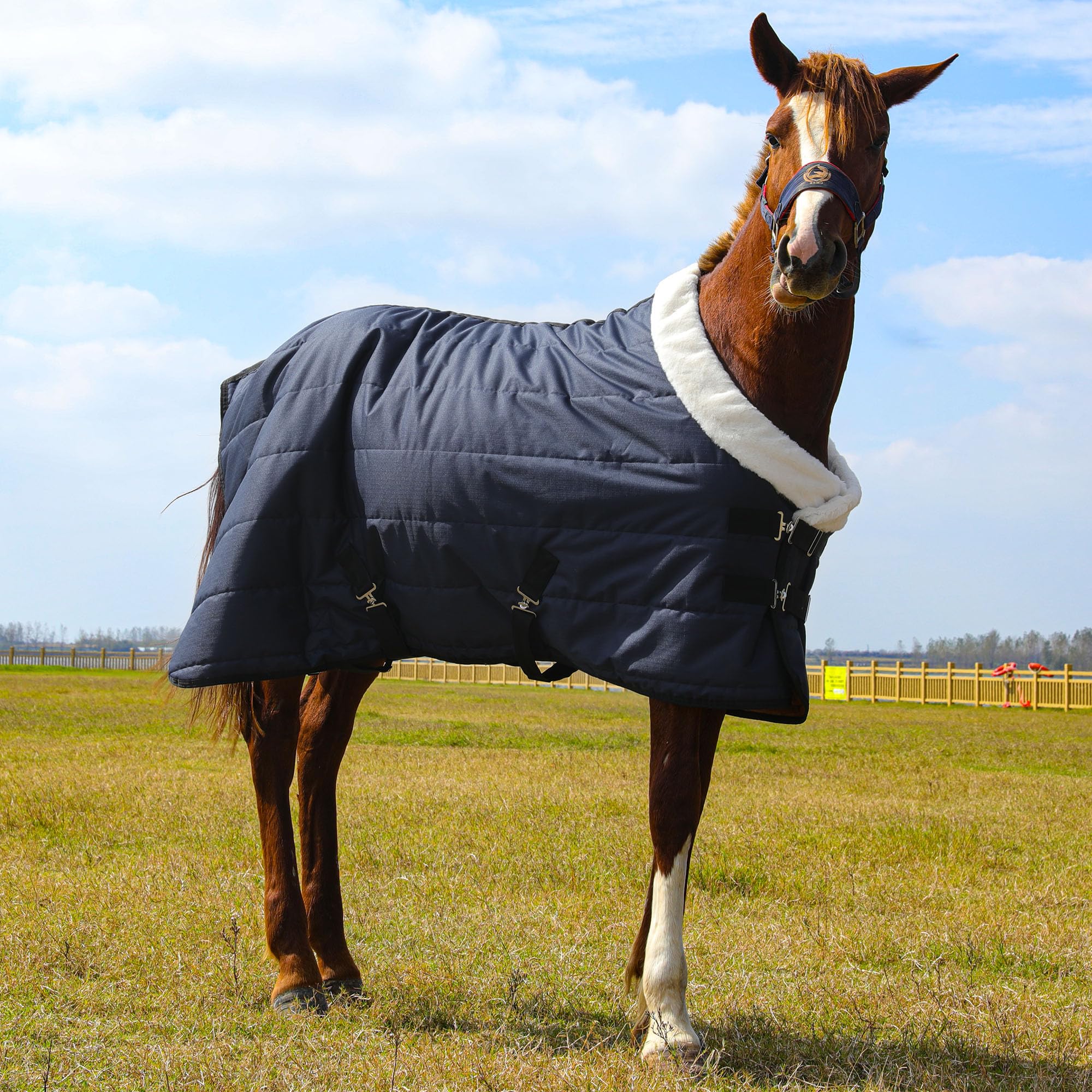 Hombys Heavy Duty Winter Horse Blanket - Waterproof, Super Warm With Flannel Backing - Navy Blue, 75 X 60 600D High Density