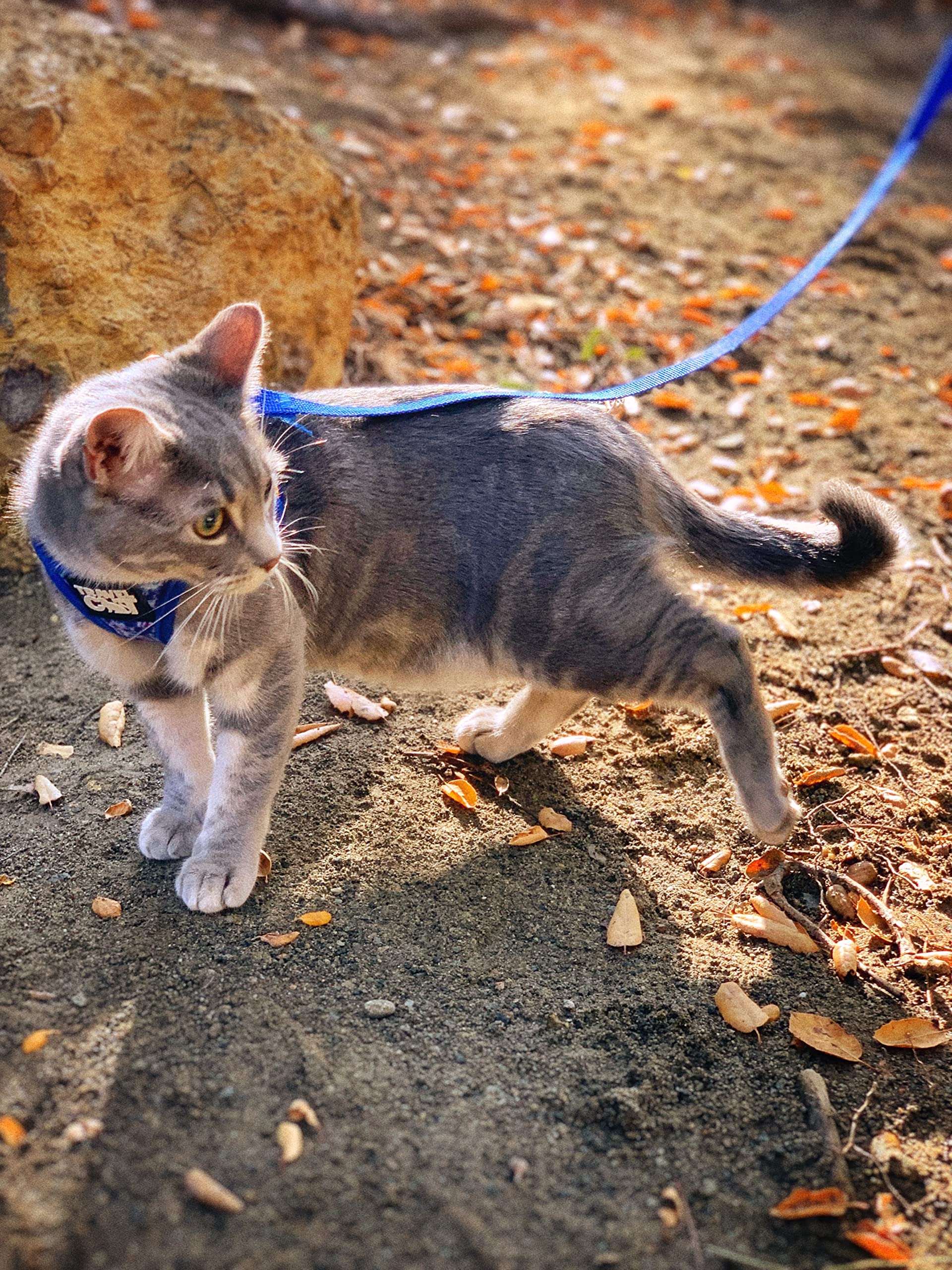 Travel Cat & Stray Cat Harness And Leash Set - Adjustable Fit Mesh Cat Harness And Reflective Strap - Comfort Escape Proof Harness For Cats, Kitten For Outdoor Walking, Hiking (Small, Groovy)