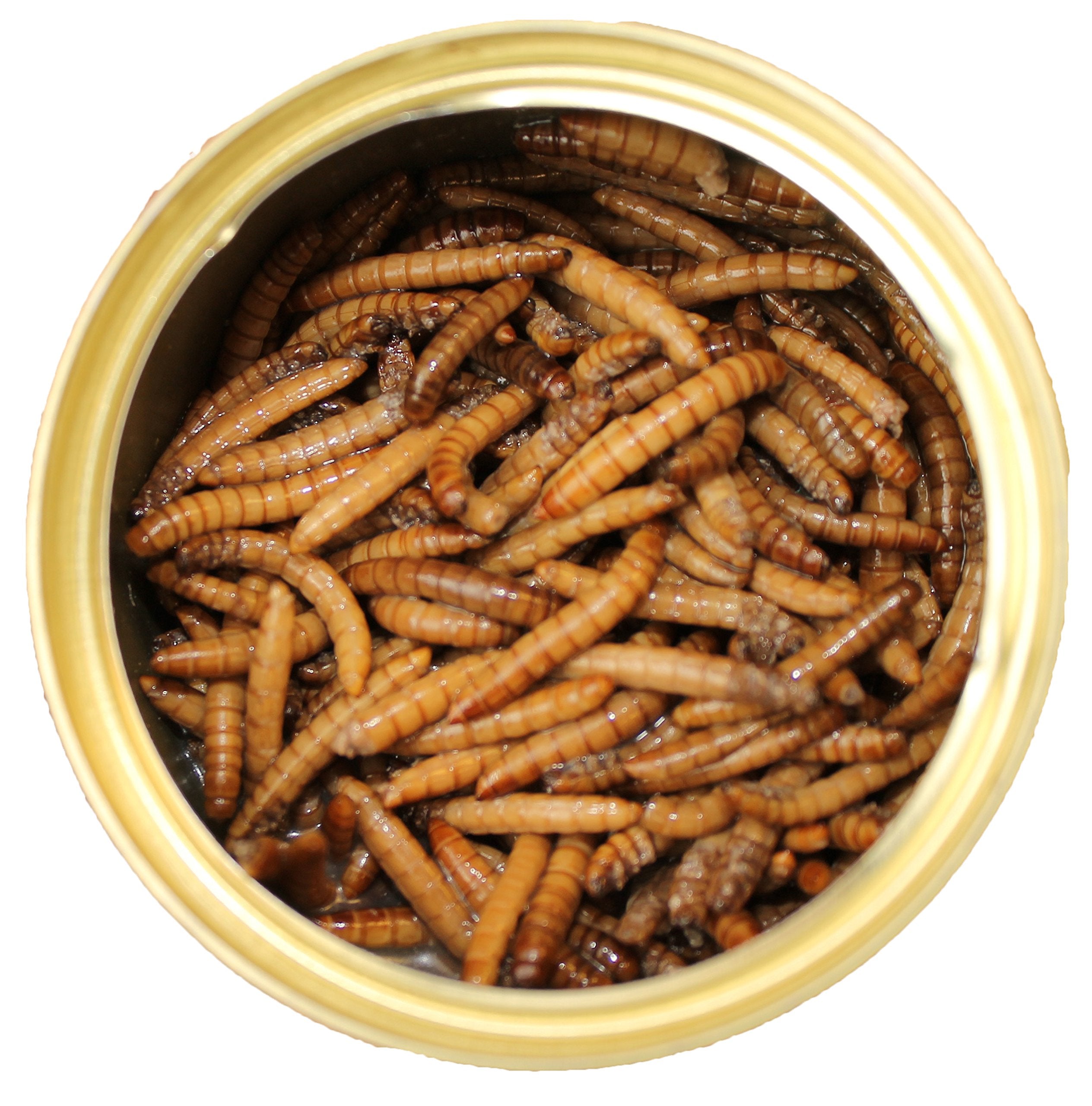 Canned Mealworms (1.2 oz. 6 Pack) - Healthy High Protein Insect Treat - Hedgehogs, Sugar Gliders, Reptiles, Wild Birds, Chickens