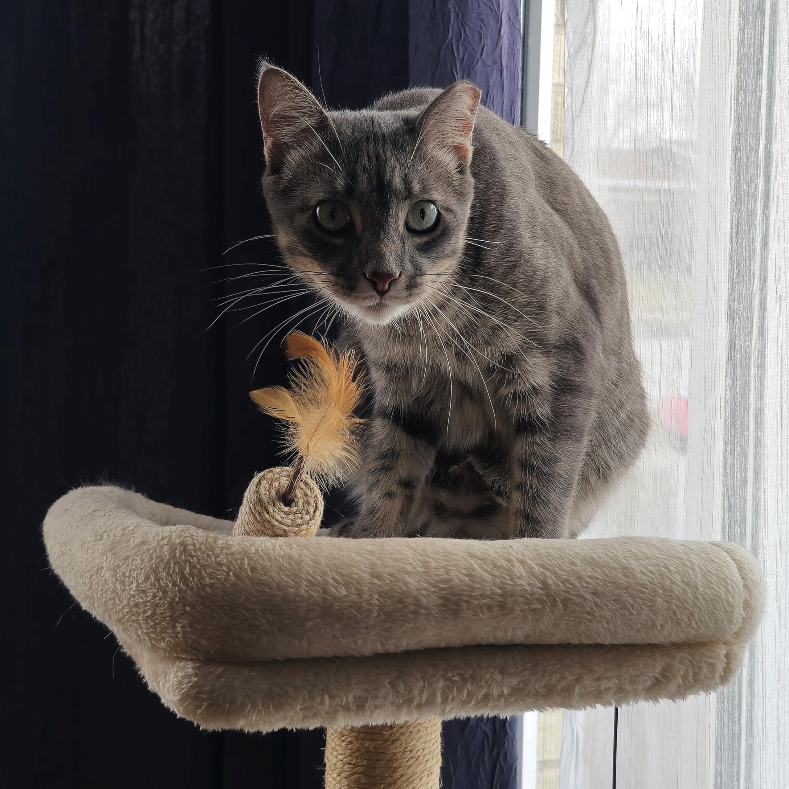 Spot Naturals Silver Vine Cat Toy ?Natural Interactive Enrichment For Cats, Stimulates Play And Reduces Stress, Durable And Safe, Perfect For Indoor Cats And Kittens, Assorted Styles, 1 Piece