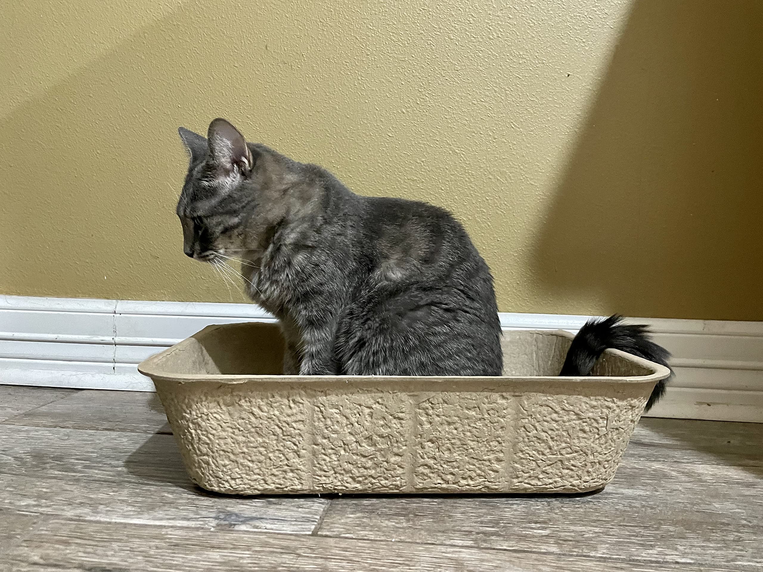 Midlee Disposable Cat Litter Boxes Pack Of 5-16.5' X 12' X 4'