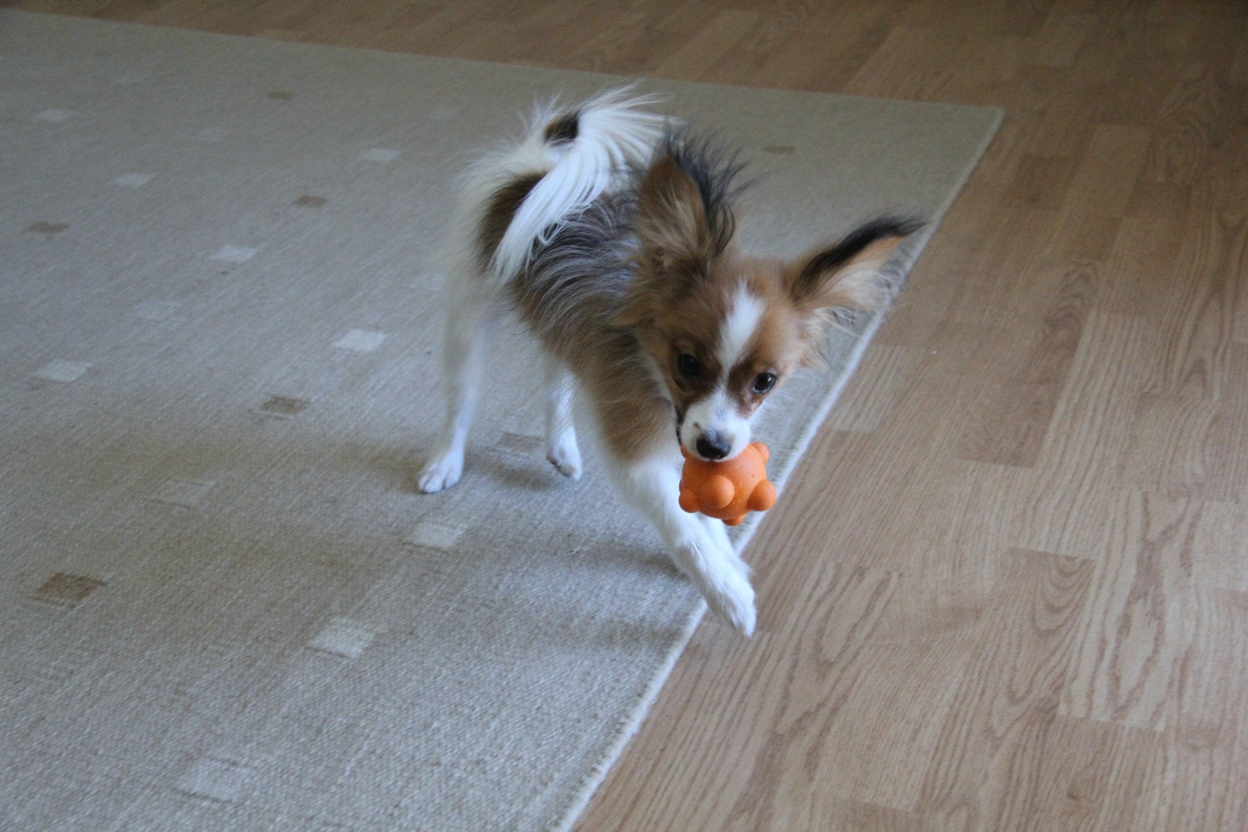 Playfulspirit Bumpy Bouncy Solid Rubber Ball – Great Chew Toy For Teething Puppies And Awesome Plaything For Smaller, Medium Size Dogs To Play Catch And Fetch – Fun Games Guaranteed (Orange)