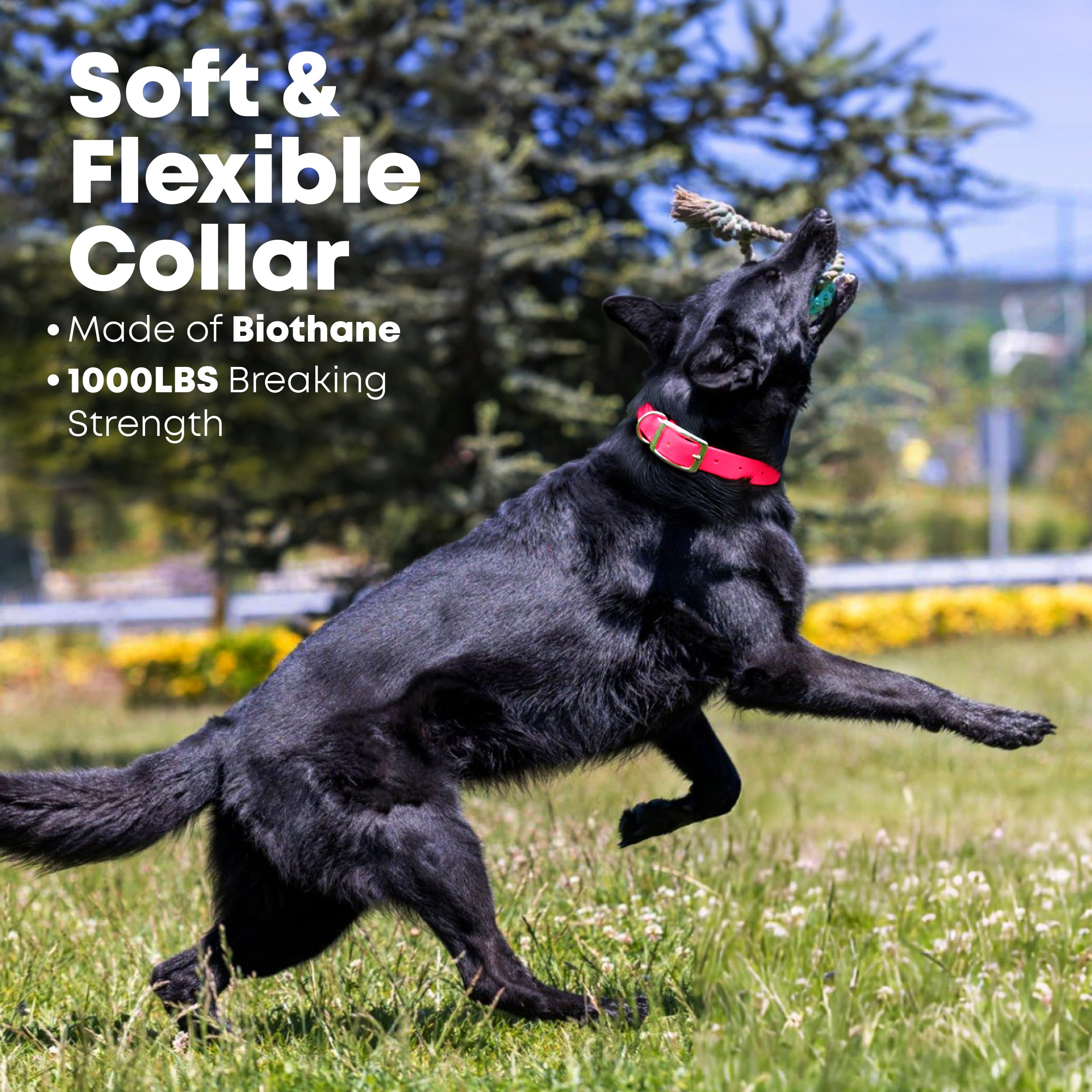 Regal Dog Products Large Pink Dog Collar With Heavy Duty Double Buckle & D Ring | Vinyl Coated, Custom Fit, Adjustable Biothane