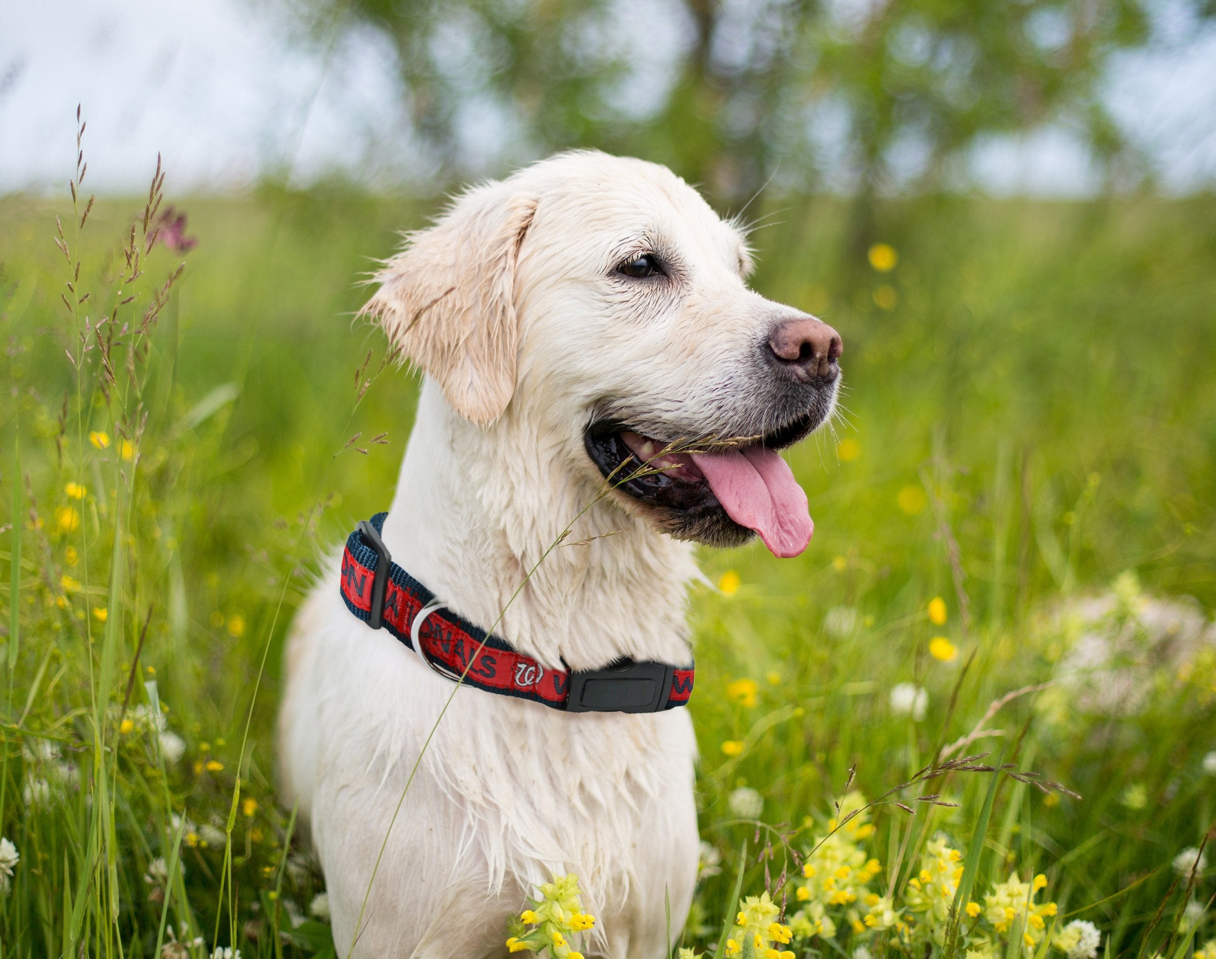 Pets First Dog Collar, Large