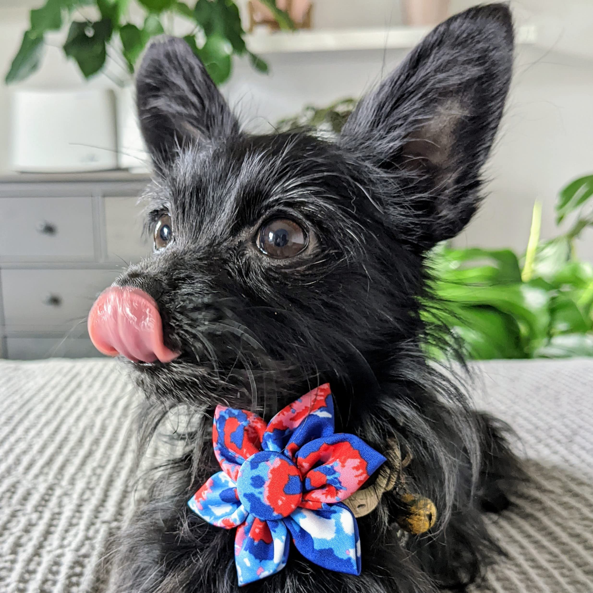 Huxley & Kent Pet Pinwheel | American Tie Dye (Small) | 4Th Of July Collar Accessory For Dogs/Cats | Bow Collar Attachment | Cut