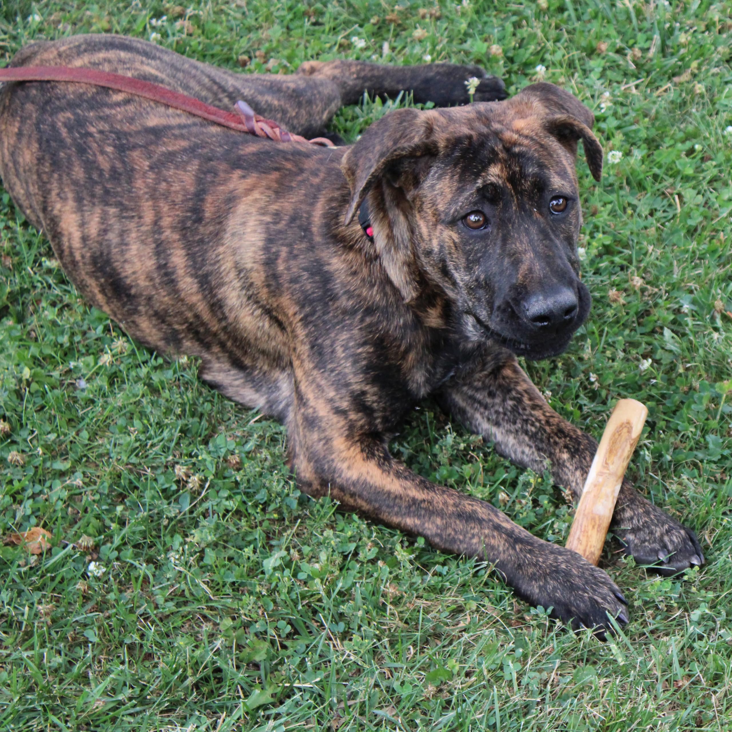 Spot Coffee Wood Dog Chew Toy ?100% Natural & Sustainably Sourced Non-Splintering Wood From Coffee Plants, Long Lasting, Durable Toy For Aggressive Chewers, For Small Dogs And Puppies Up To 22Lbs