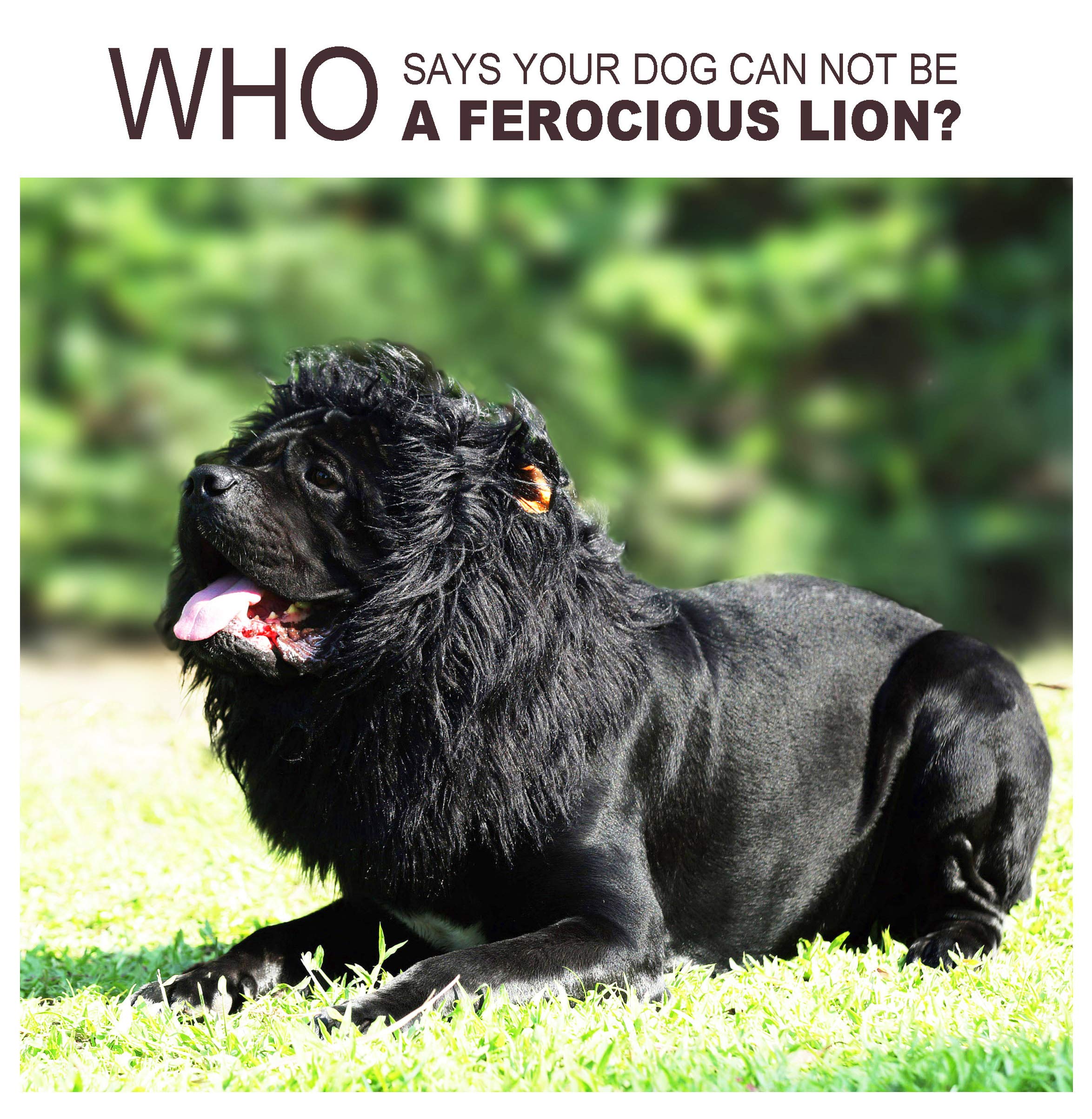 Onmygogo Lion Mane Wig For Dogs With Ears, Funny Pet Costumes For Halloween Christmas (Size L, Black)