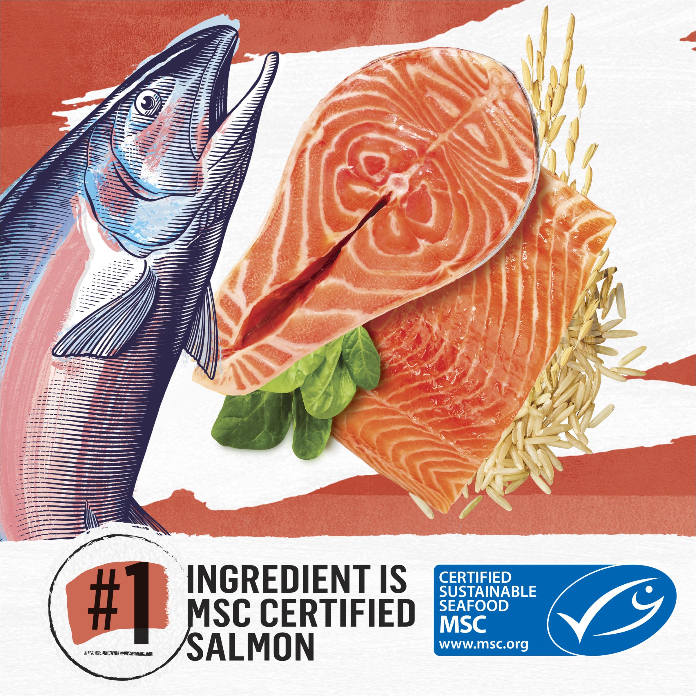 Purina Beyond Natural Wholesome Ingredients for Whole Health Dry Cat Food Salmon and Whole Brown Rice Recipe - 3 lb. Bag
