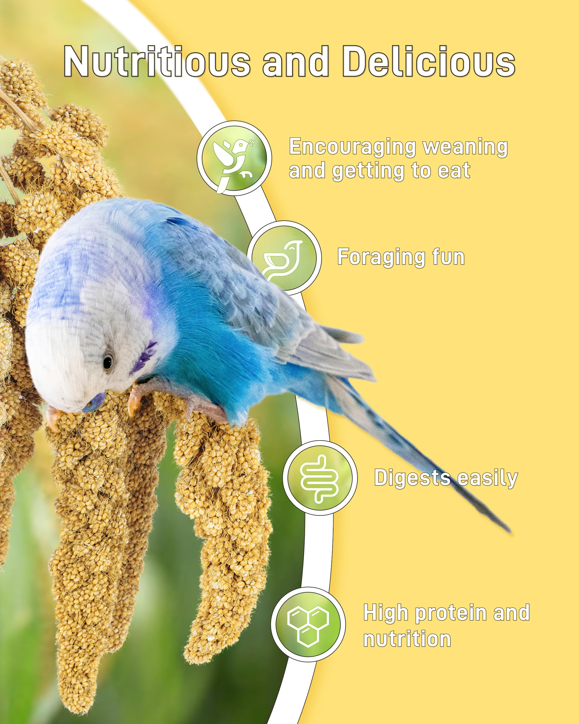 BUCATSTATE Spray Millet for Birds, Sun-Dried Healthy Millet Parakeet Treats for Parrots Cockatiel Lovebird Finch, GMO-Free Parak