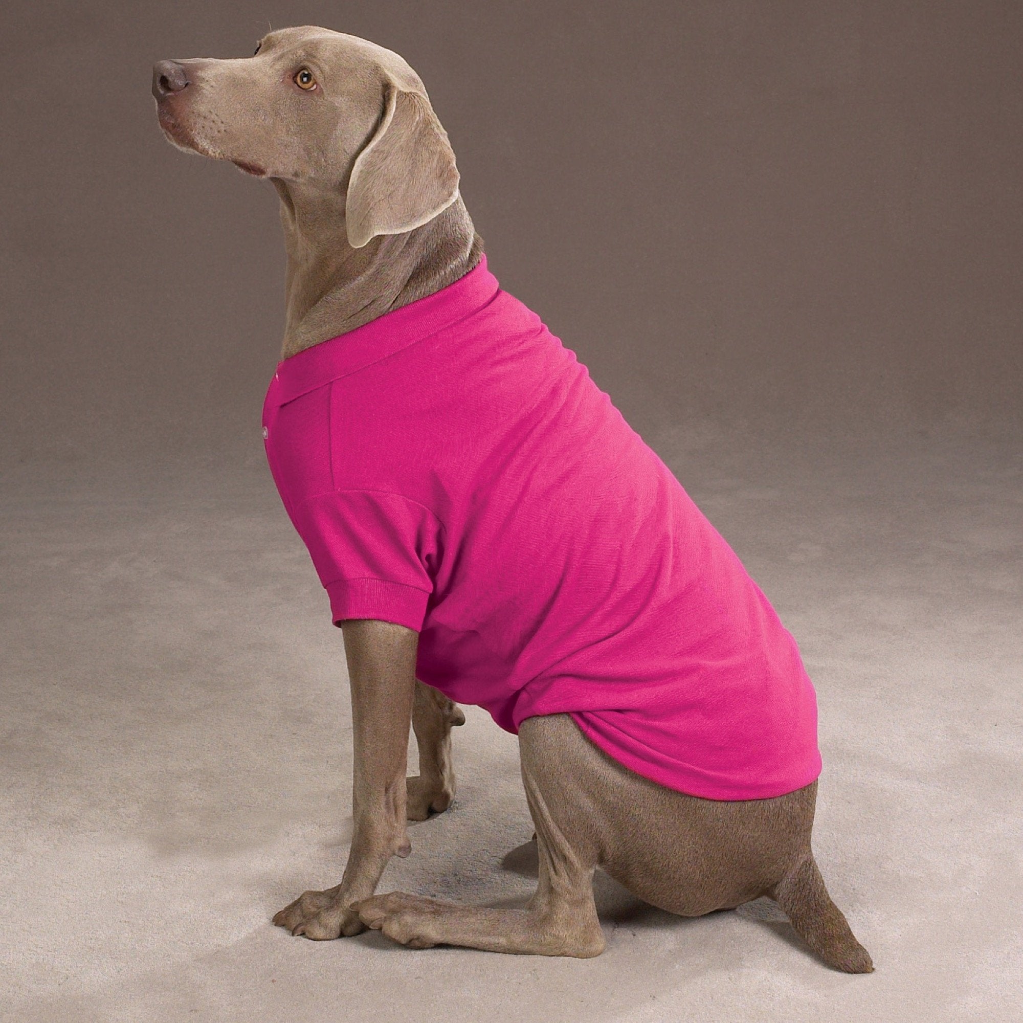Zack & Zoey Cotton Polo Shirt For Dogs, 8' X-Small, Raspberry Sorbet