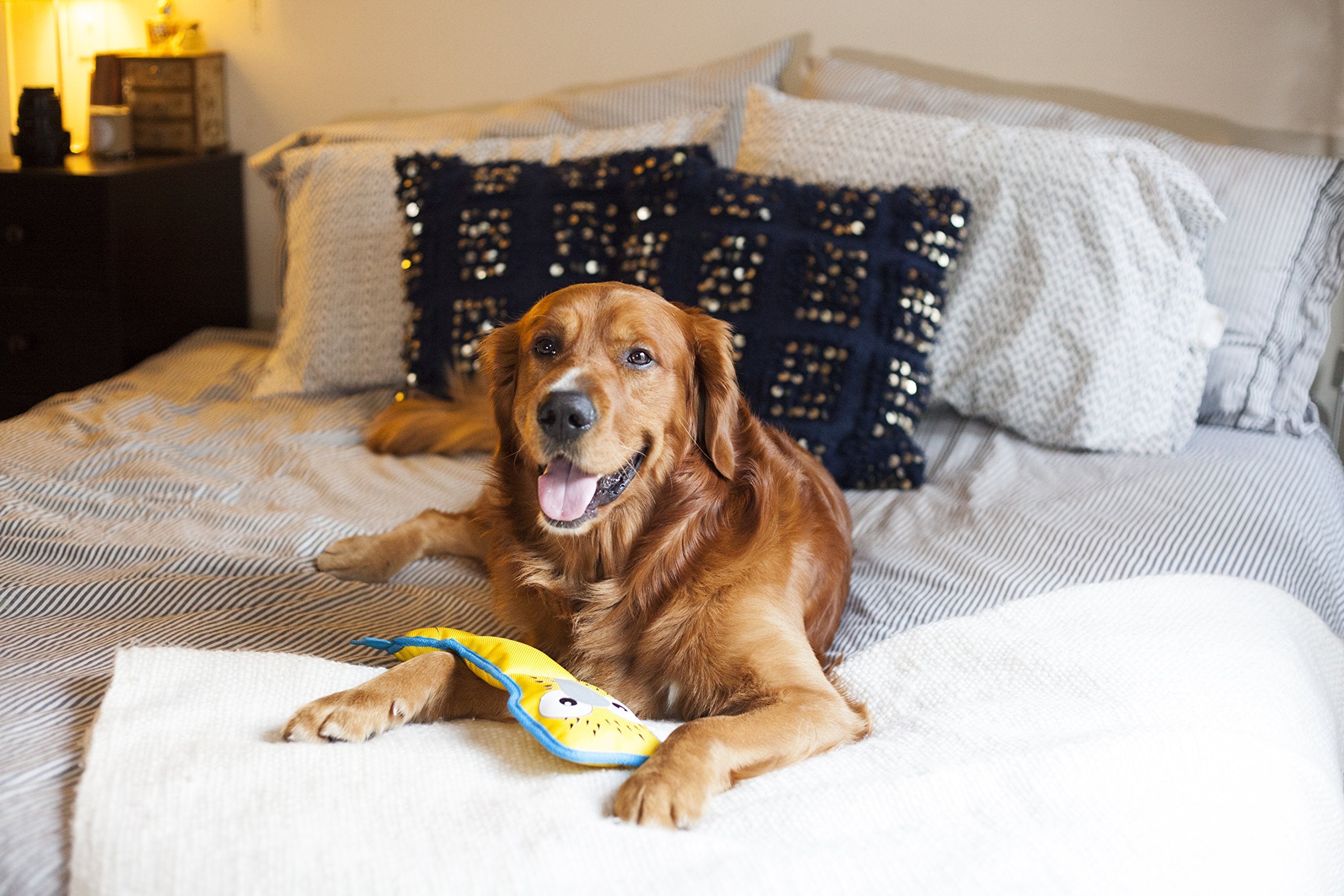 Outward Hound Fire Biterz Boobie Bird Plush Firehose Material Interactive Dog Toy, Medium