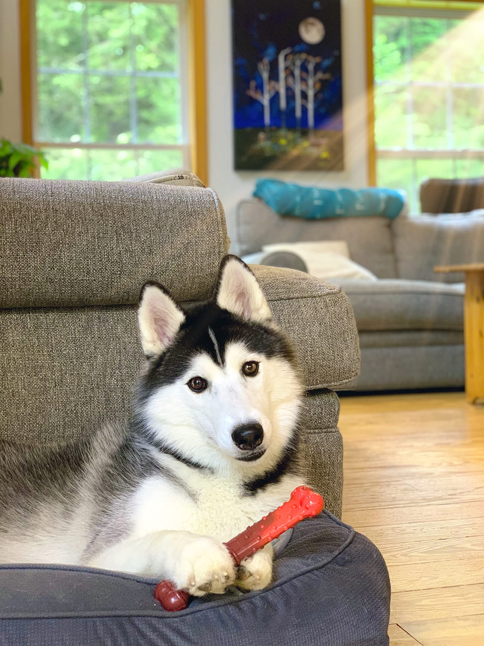 Nylabone 3 Pack Of Power Chew Textured Chew Toys, Giant, Beef Jerky Flavor Bone For Dogs Up To 50 Pounds, Made In The Usa