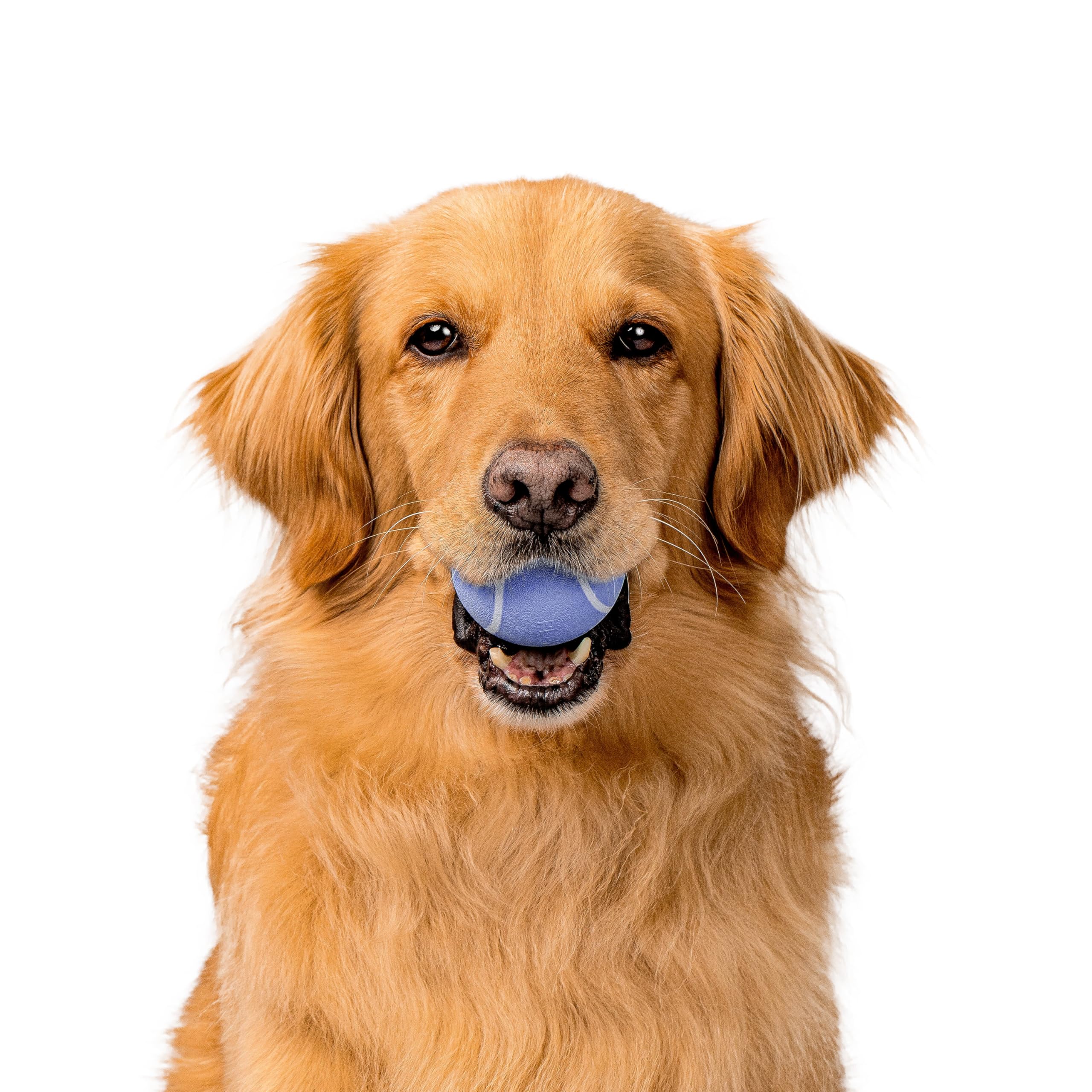 Playology Dog Toys | Squeaky Chew Ball - Bouncy Durable Floating Fetch Ball for Dogs | Medium Blueberry Scented Toy - Easy to Cl
