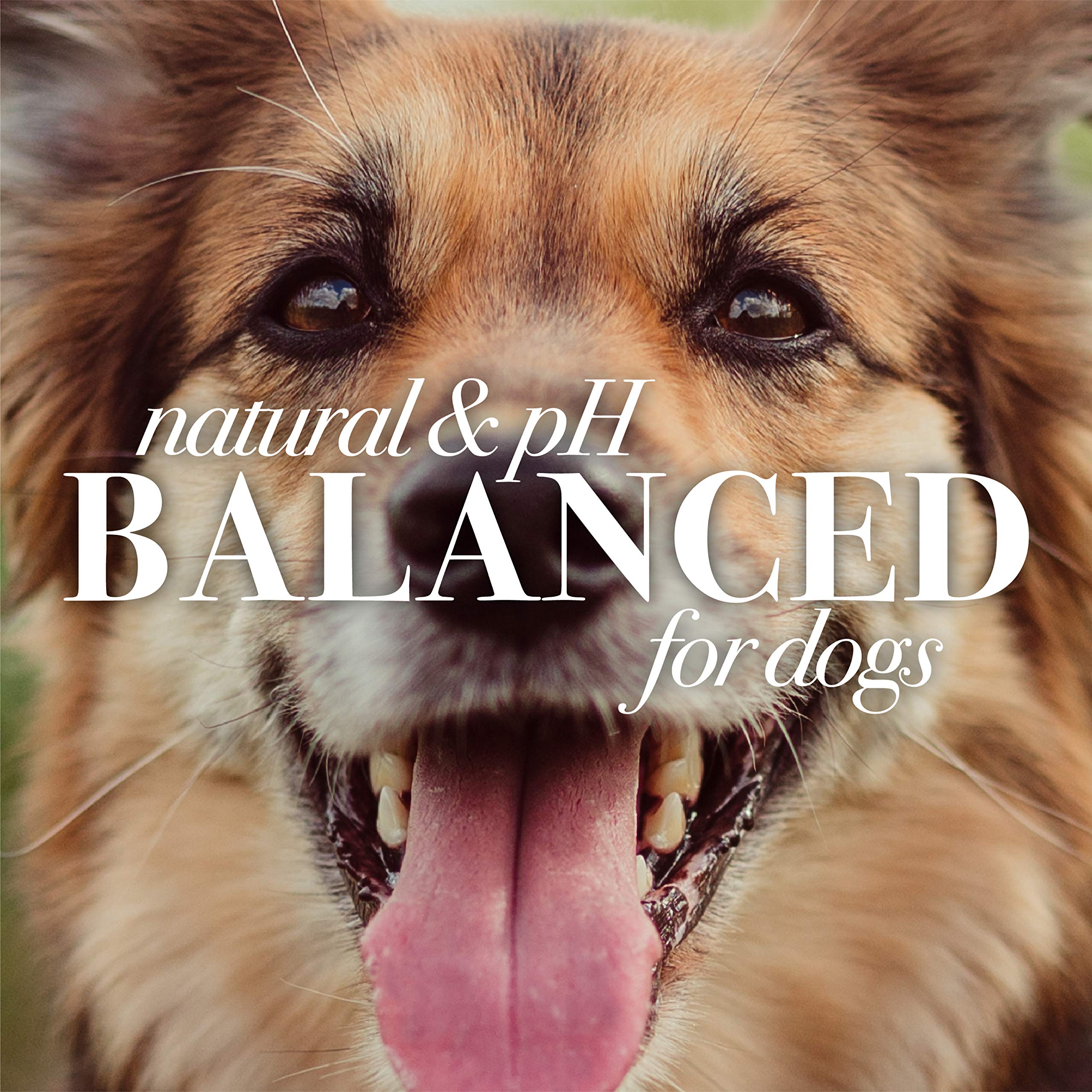 Burt'S Bees For Pets Multipurpose Dog Wipes With With Honey, 98% Natural Origin Formulas, Hypoallergenic Dog Wipes Cleaning, Dog