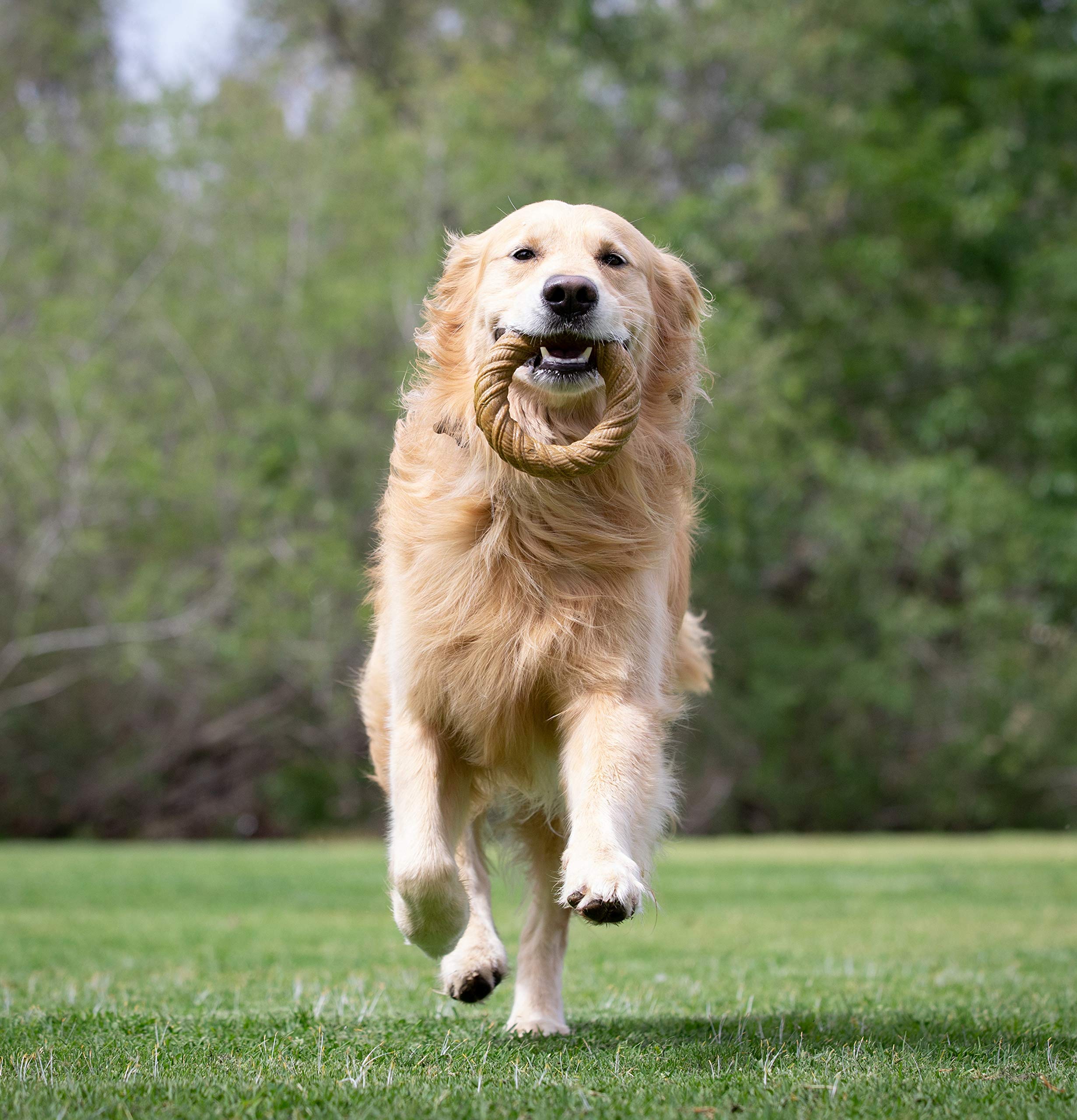 Pet Qwerks Chew Ring Barkbone - Durable Dog Toys For Moderate & Aggressive Chewers - Peanut Butter Flavor - 5.75'
