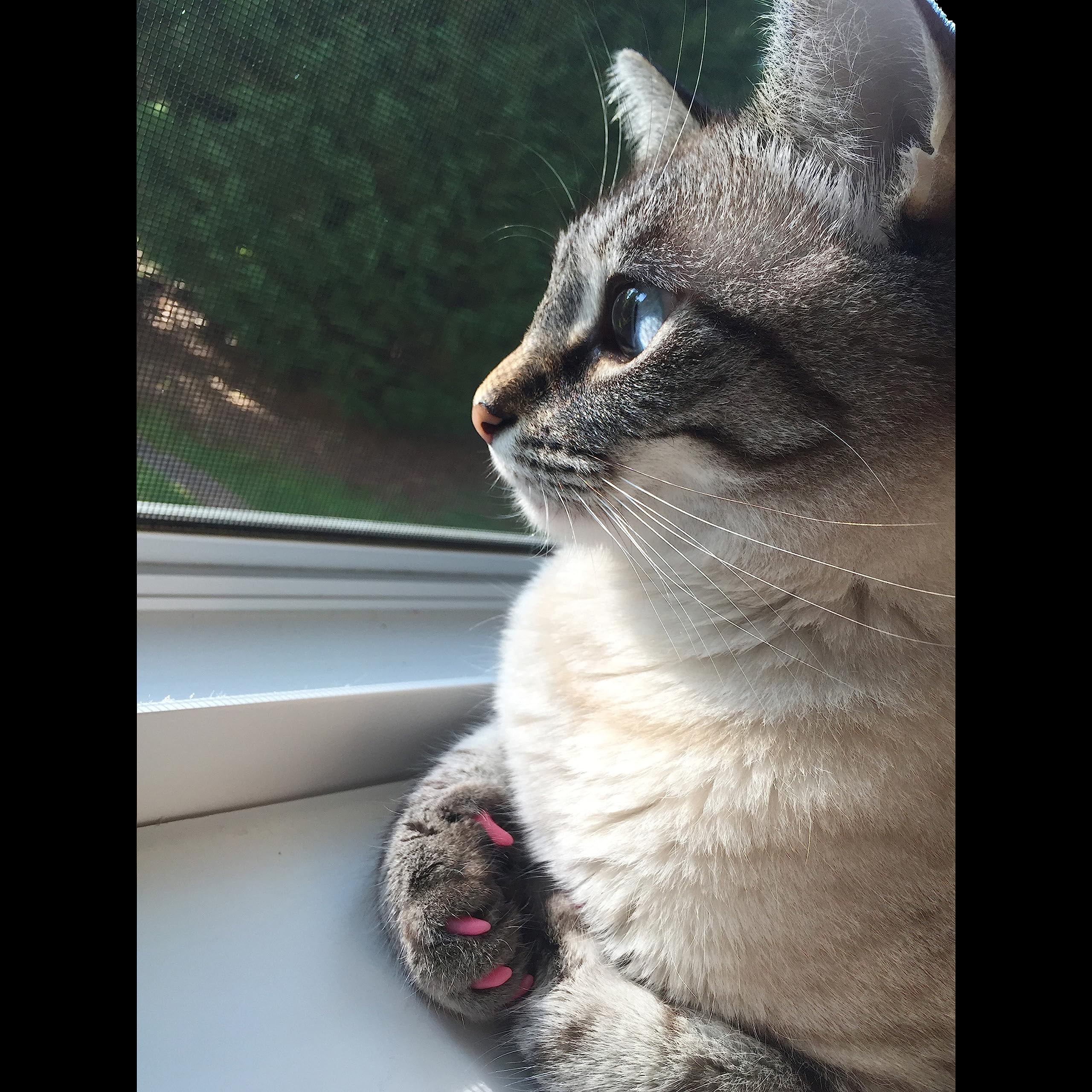 Purrdy Paws Soft Nail Caps 60 Packs For Cats - Clear Medium