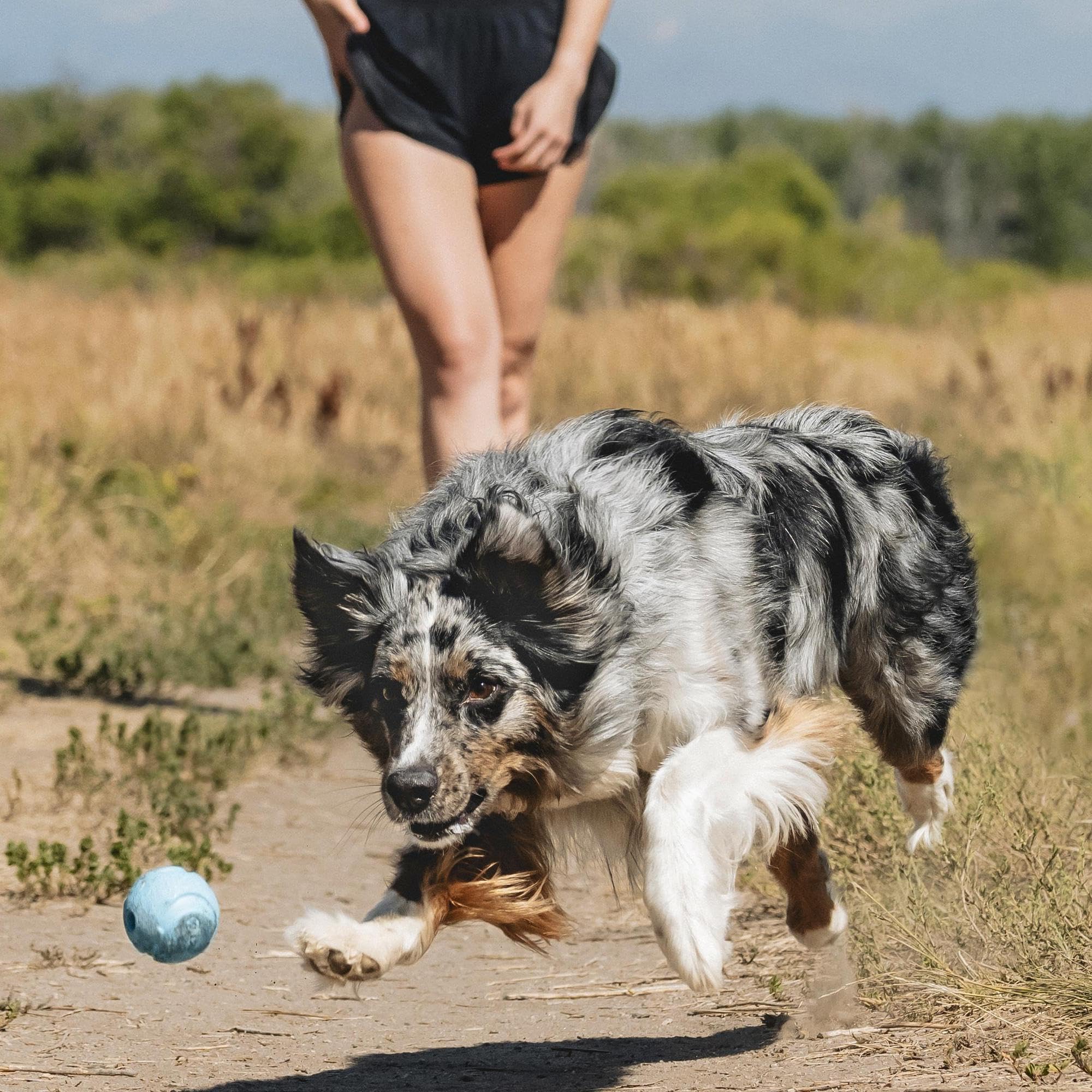 Chuckit! The Whistler Ball Dog Toy, Medium (2.5 Inch Diameter) For Dogs 20-60 Lbs, Pack Of 1
