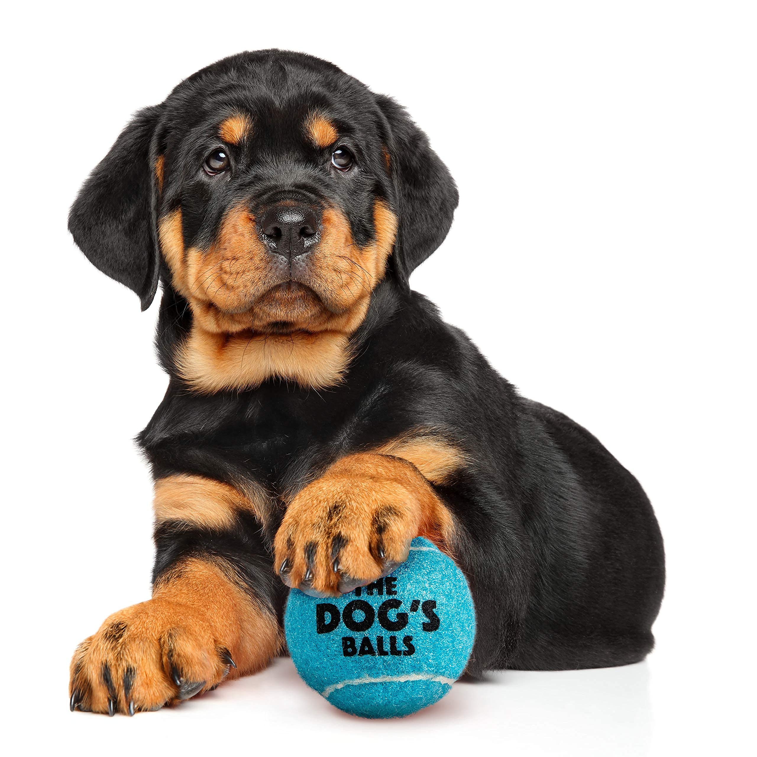The Little Dog'S Balls, Dog Tennis Balls, 6-Pack Blue Dog Toy, Strong Dog & Puppy Ball For Training, Play, Exercise & Fetch