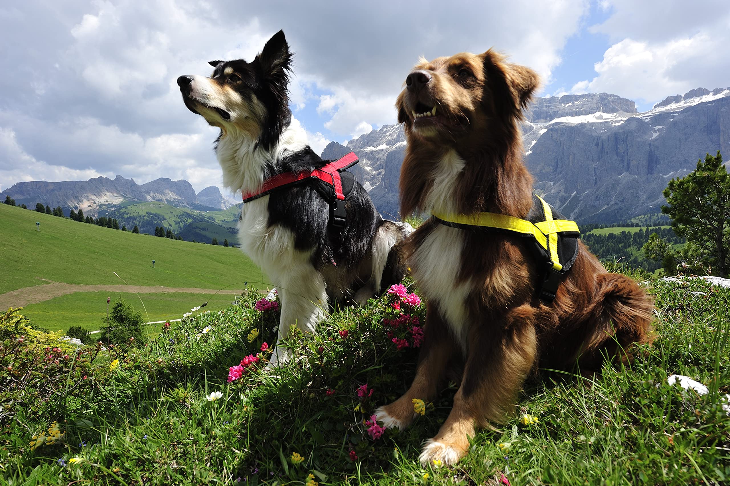 Neewa Sport Harness (Large, Yellow), Padded Dog Harness, With Control Handle, Easy To Put On And Take Off