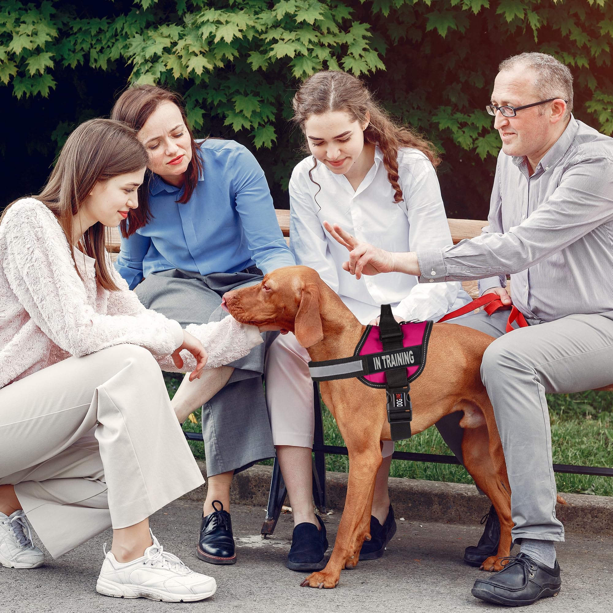 Dogline Vest Harness For Dogs And 2 Removable In Training Patches, Medium/22 To 30', Pink