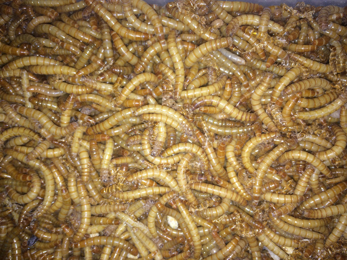 1000Ct Live Mealworms, Reptile, Birds, Chickens, Fish Food (Medium)