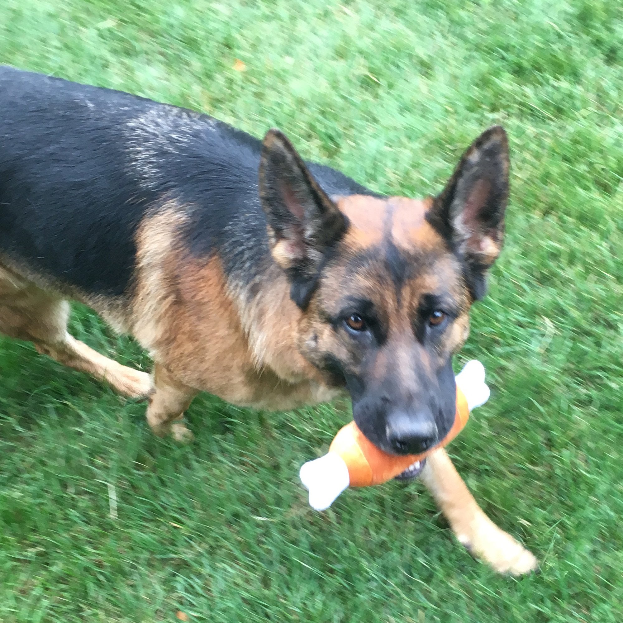 Jalousie 12 Pack Dog Squeaky Toys - Durable Multicolor Toys for Small, Medium, and Large Dogs - Fun Pet Playtime Accessories