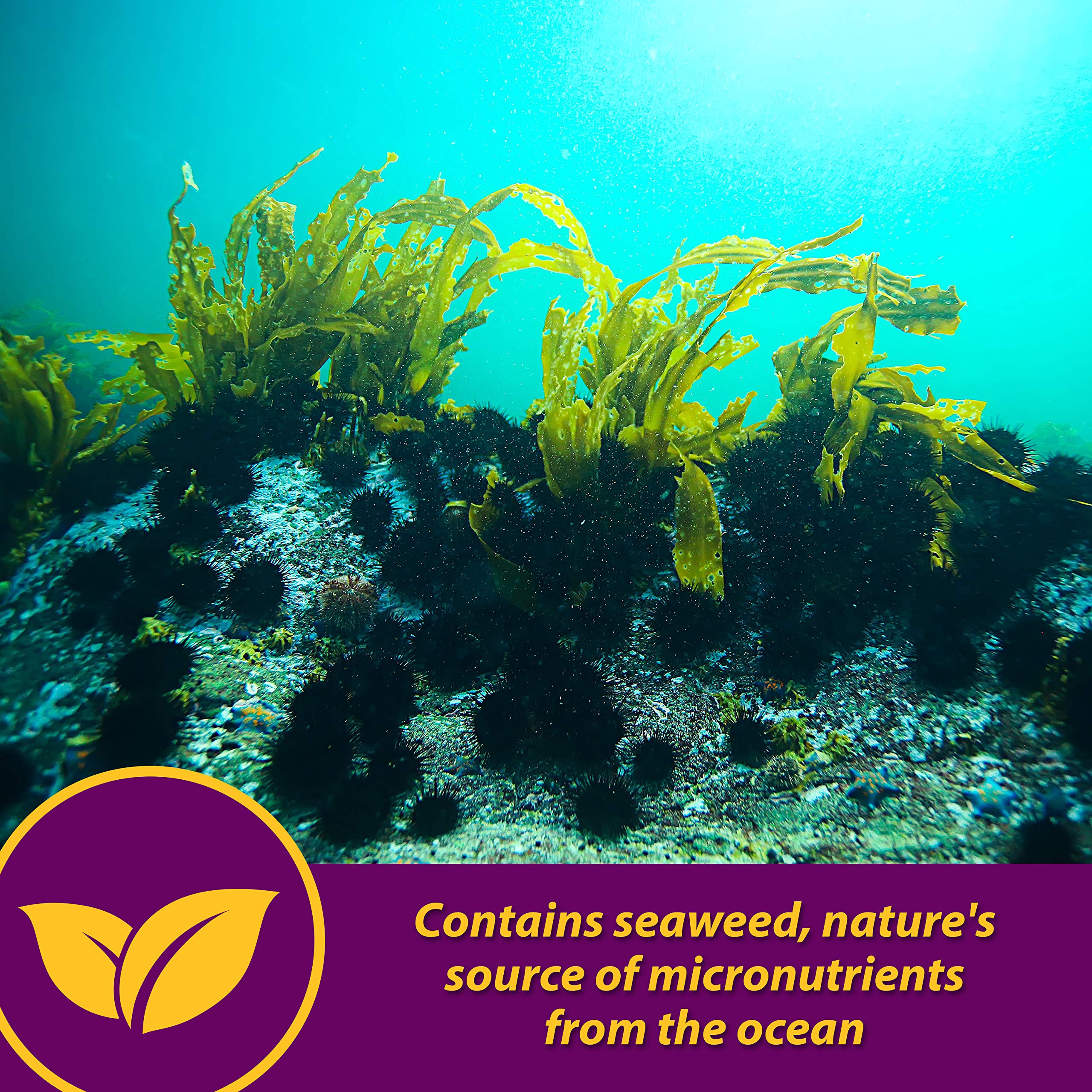 Horse Health Maxum Crumbles Concentrated Feed Supplement for Horses, Provides a Wide Range of Beneficial nutrients for Todays E