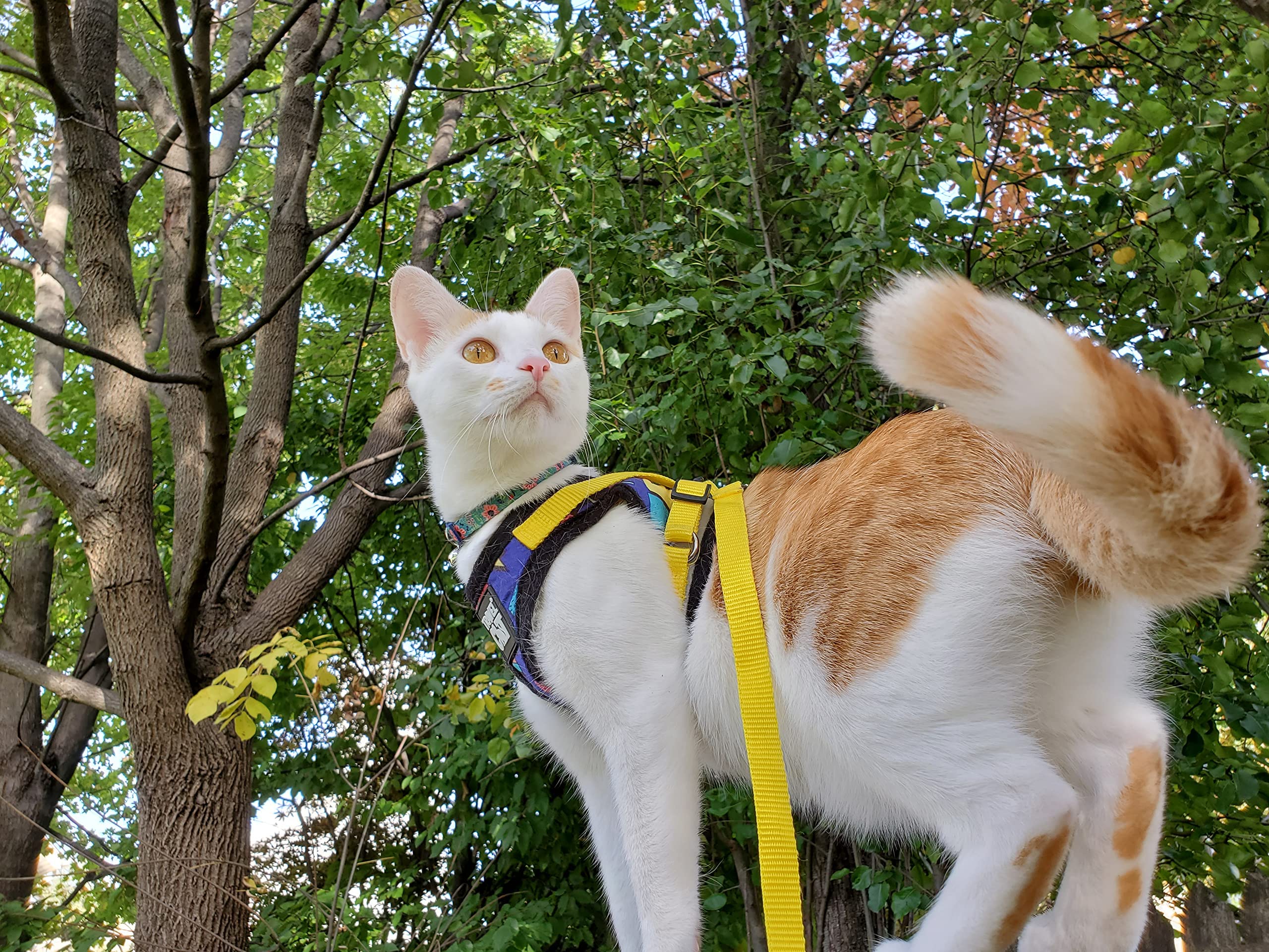 Travel Cat & Stray Cat Harness And Leash Set - Adjustable Fit Mesh Cat Harness And Reflective Strap - Comfort Escape Proof Harness For Cats, Kitten For Outdoor Walking, Hiking (Small, 90S Cat)