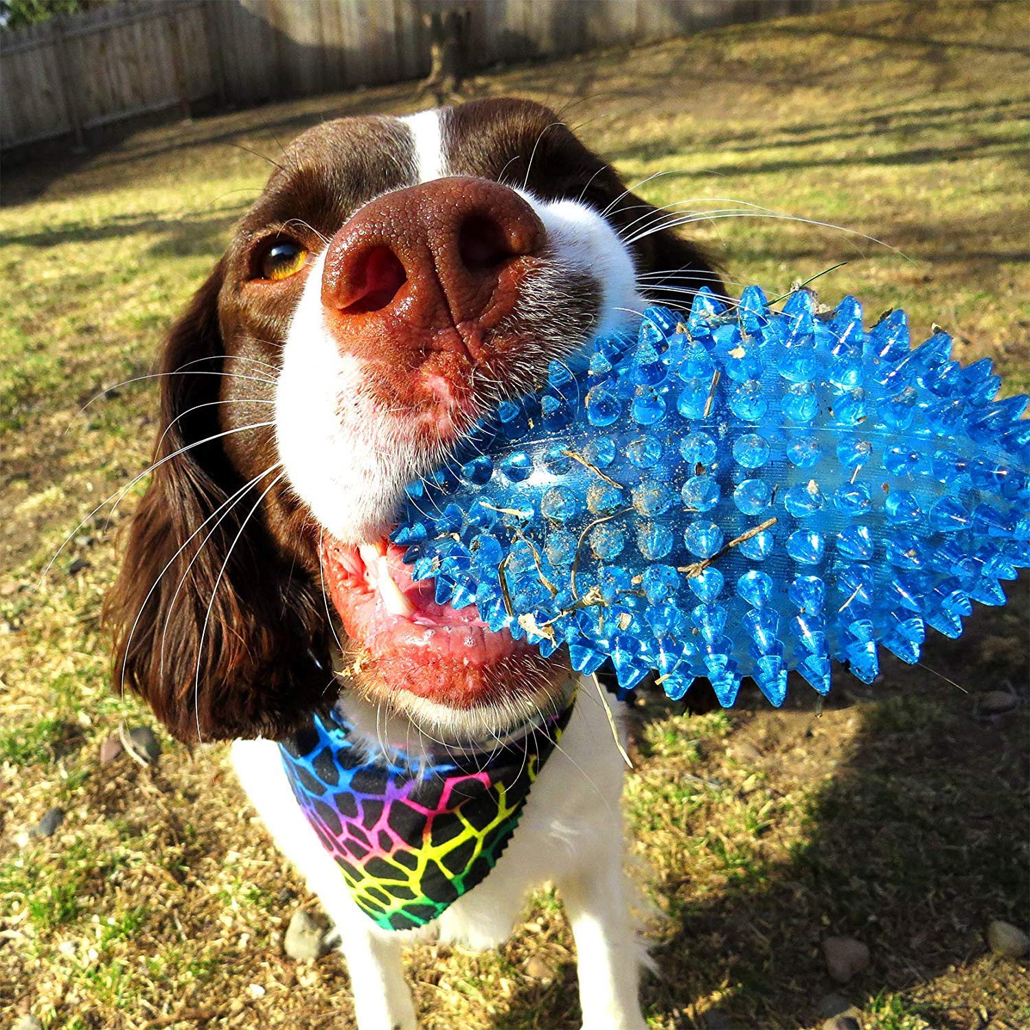 Petlicious & More Tpr Material Spike Rugby Puppy Chew Toy Teething Toy Dog Squeaky Toys (Color May Vary)