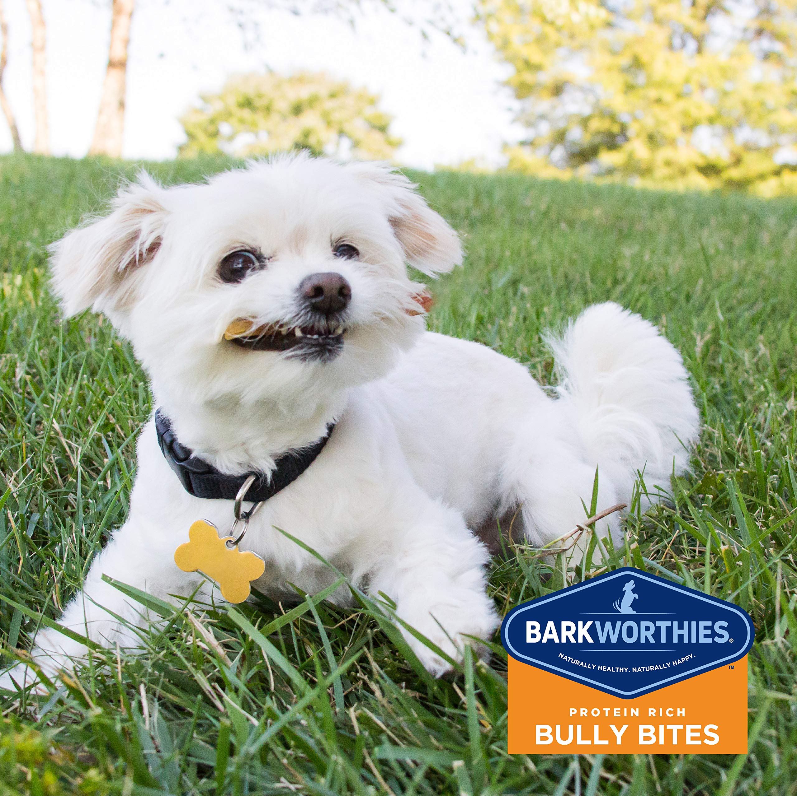Barkworthies Bully Bites Dog Treats; 16Oz Bag
