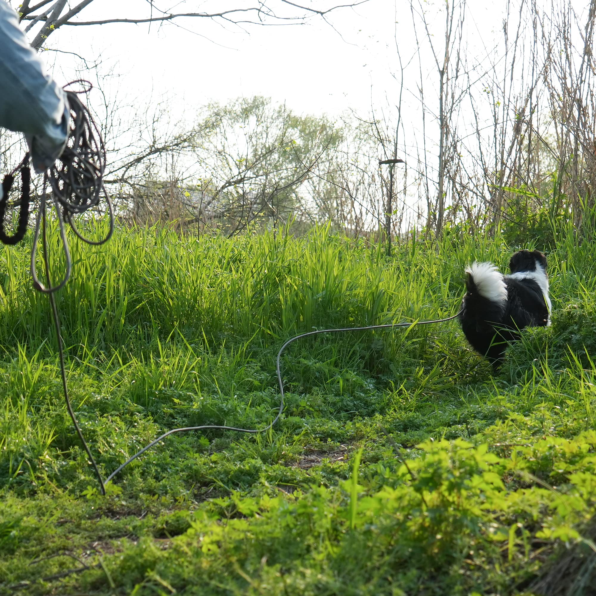 Ntr Strong Dog Leash, 20Ft Reflective Purple Rope Leash With Swivel Lockable Hook And Padded Handle,Cat Puppy Leash Lead For Small Medium Large Dogs Training, Playing, Camping,Or Backyard, Black