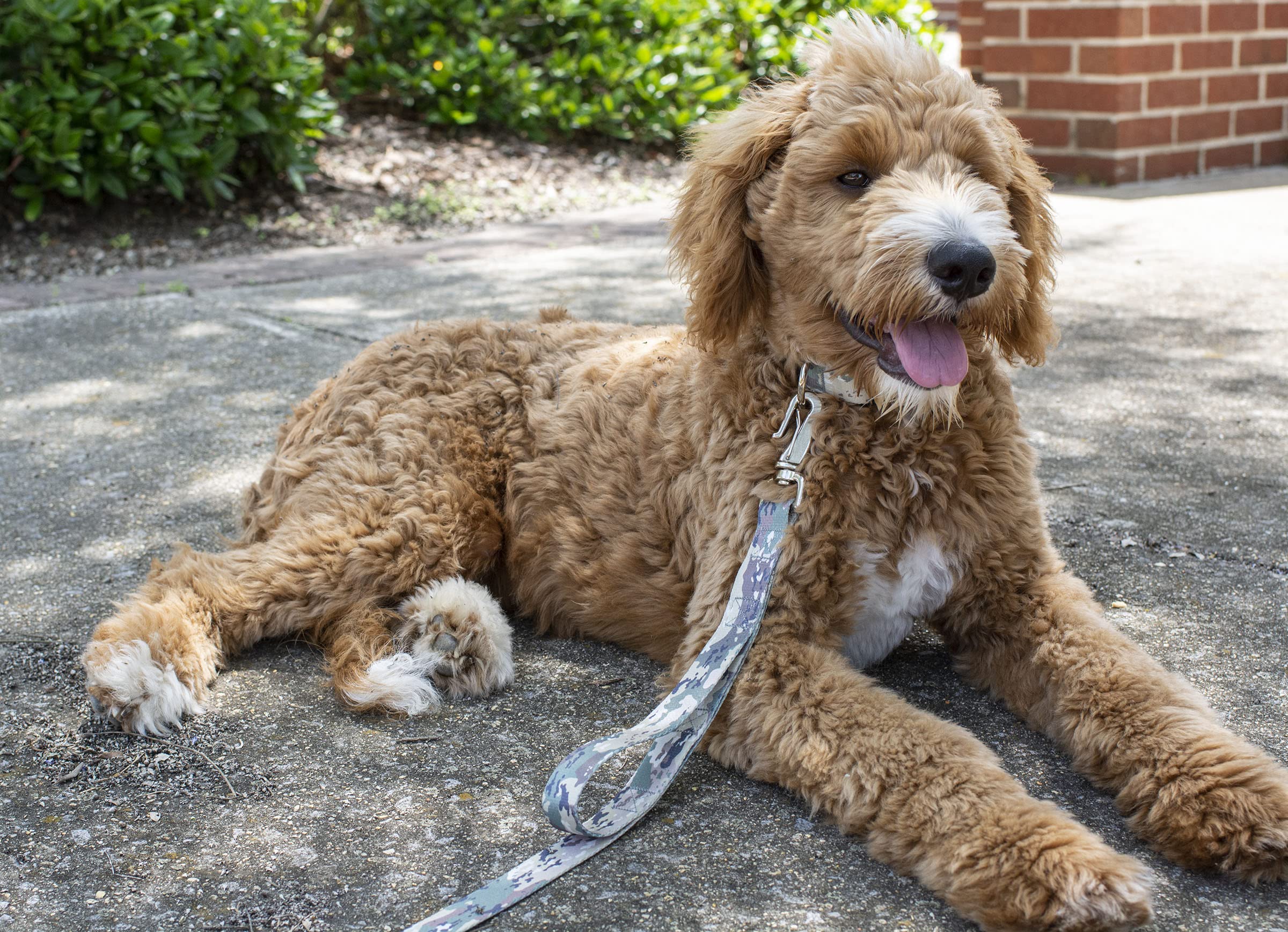 Country Brook Design - Deluxe Mountain Viper Camo Dog Collar - Made In The U.S.A.- Camouflage Collection With 16 Rugged Designs