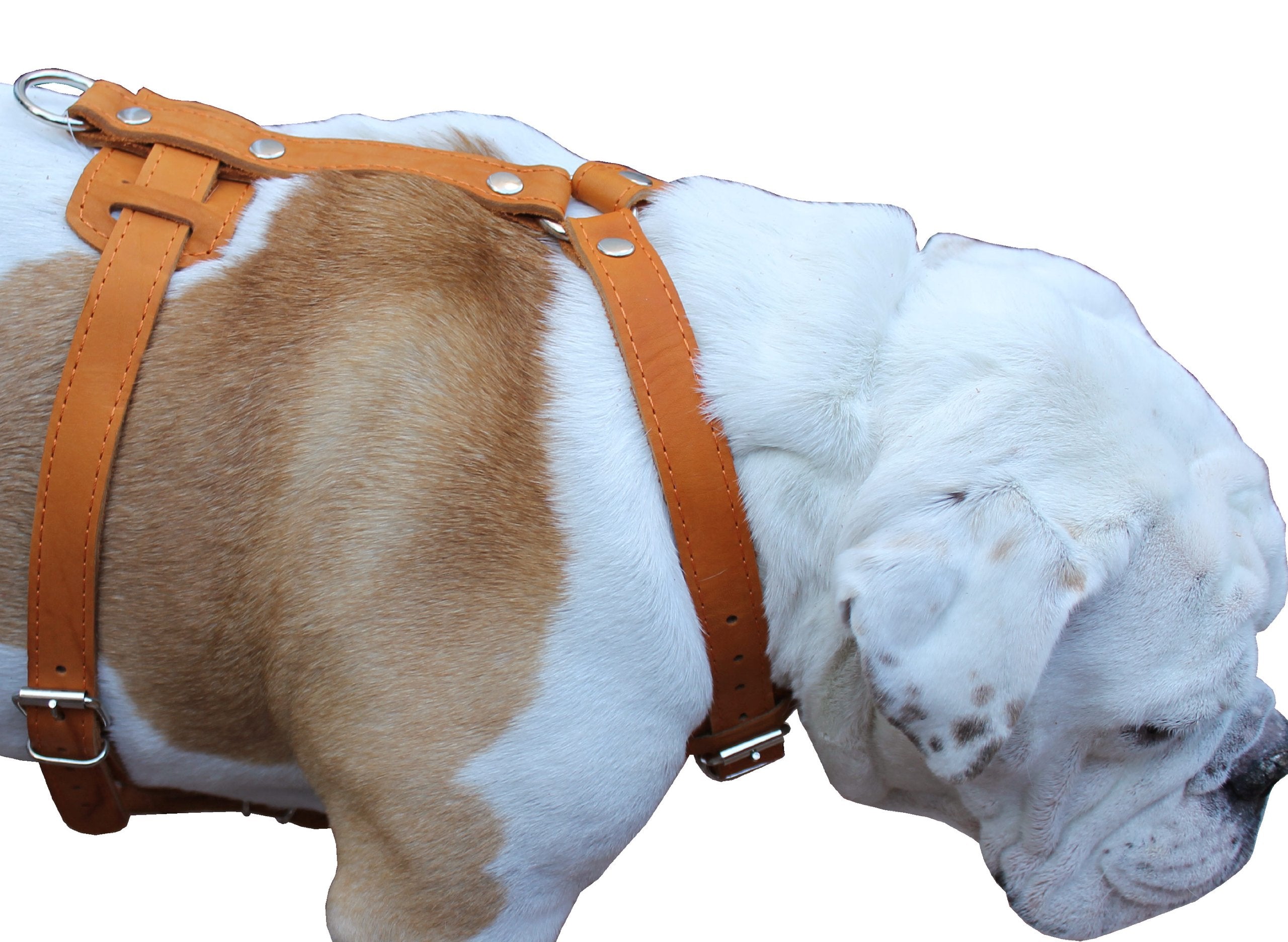 Genuine Leather Dog Harness, 29''-37'' Chest, 1'' Wide Straps, Doberman, Pitbull, Bullterrier