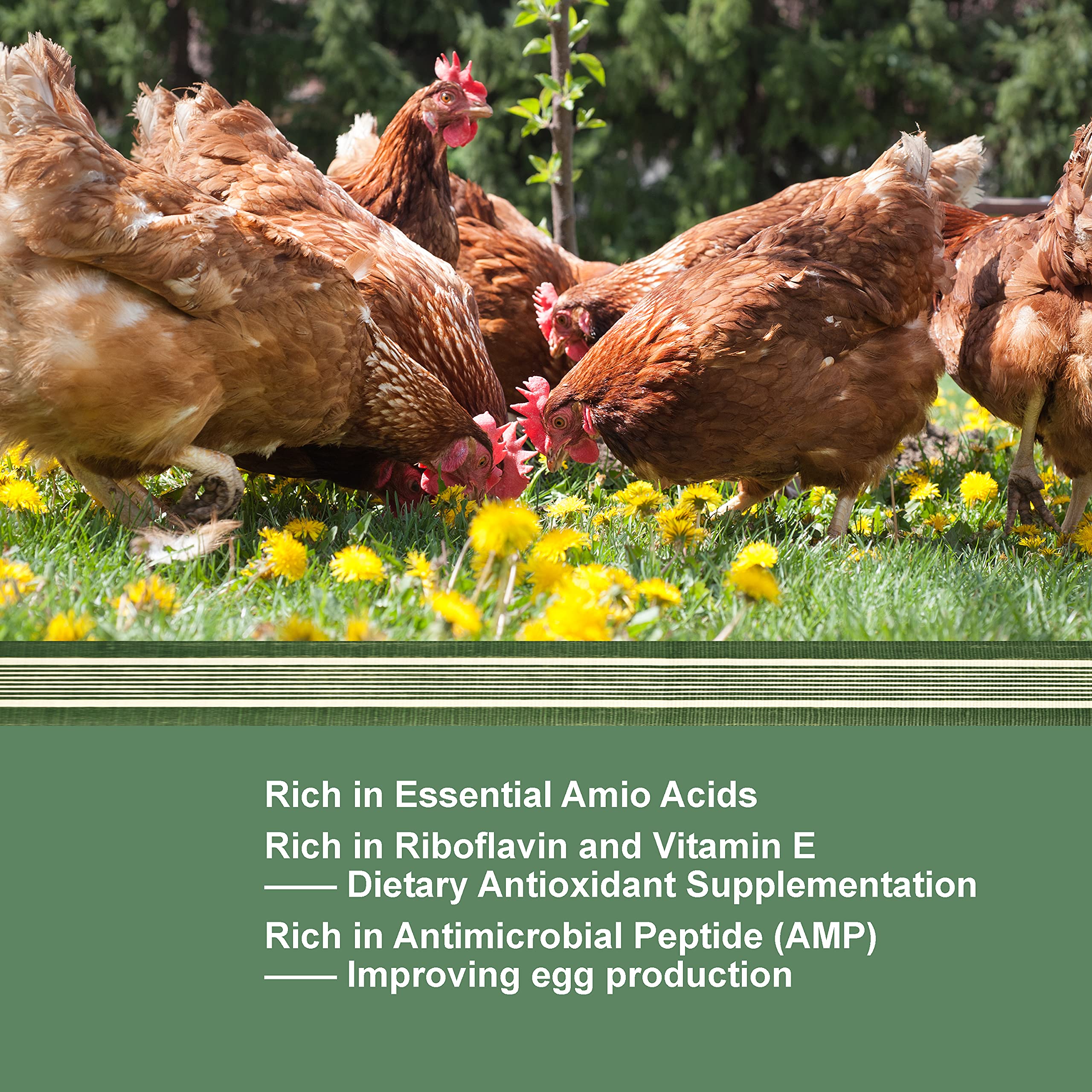 LIWII 10LB Dried Black Soldier Fly Larvae, 86X Calcium Than Dried Mealworms, High Protein Non-GMO Organic Chicken Feed