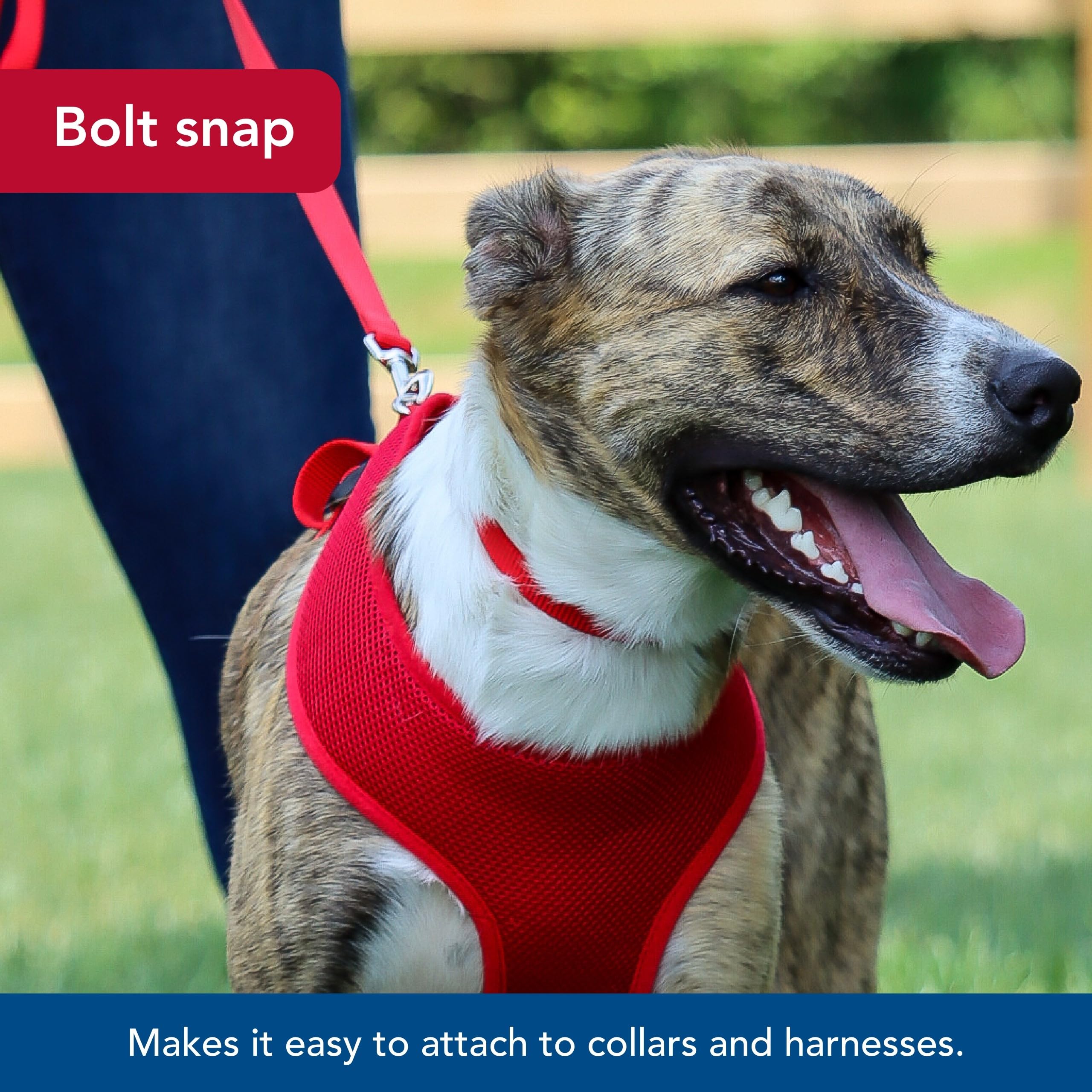 Coastal Pet Single-Ply Dog Leash - Sturdy Pet Leash - Comfortable & Stylish - Resists Fraying - Vibrant & Fade-Resistant Color - Pink Bright, 3/4' X 6'