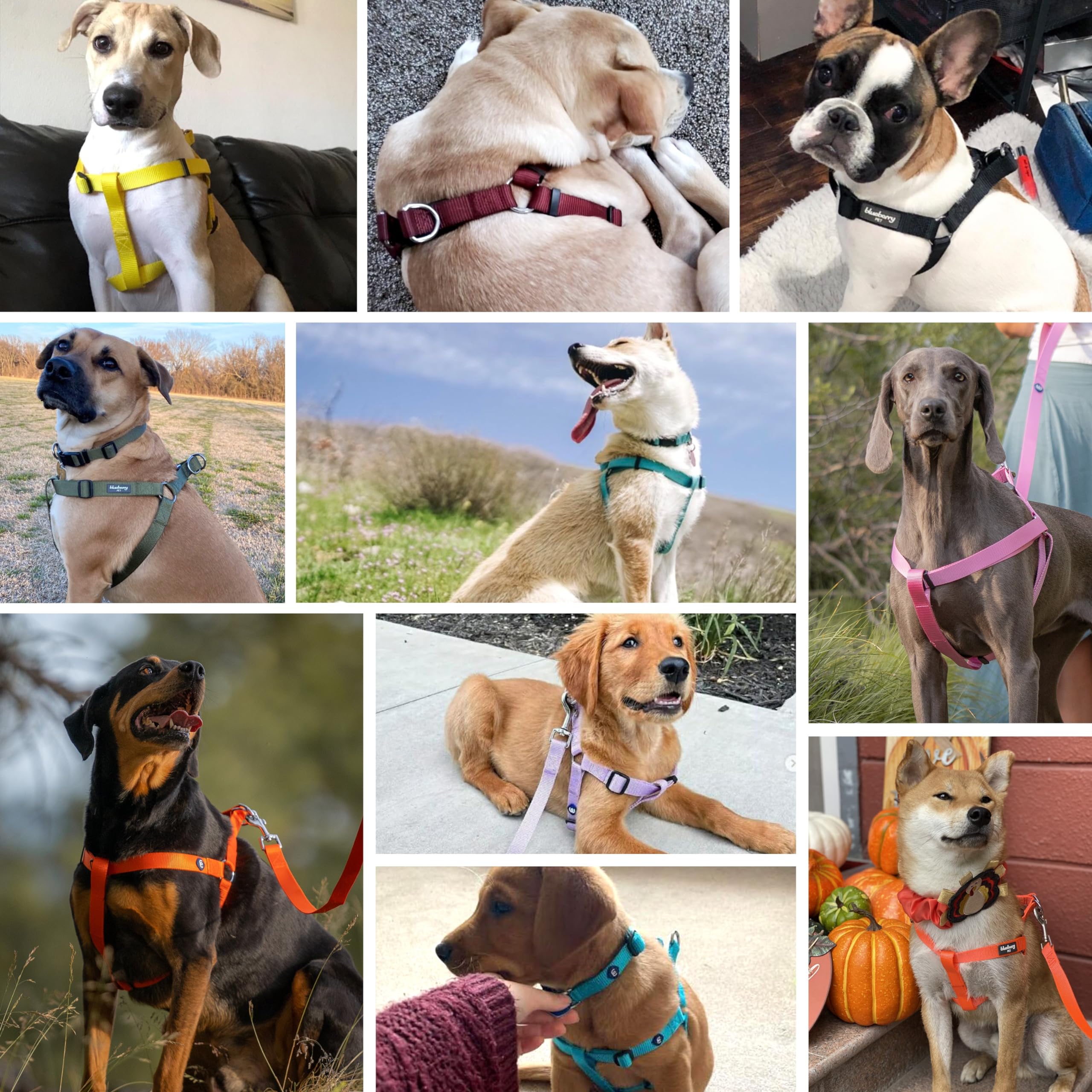 Blueberry Pet Essentials Matching Medium Dog Harness | Adjustable Classic Solid Nylon No Pull Harness For Dogs | Easy Walk Dog Harness For Medium Dogs & Step In Dog Harness | Turquoise Dog Harness