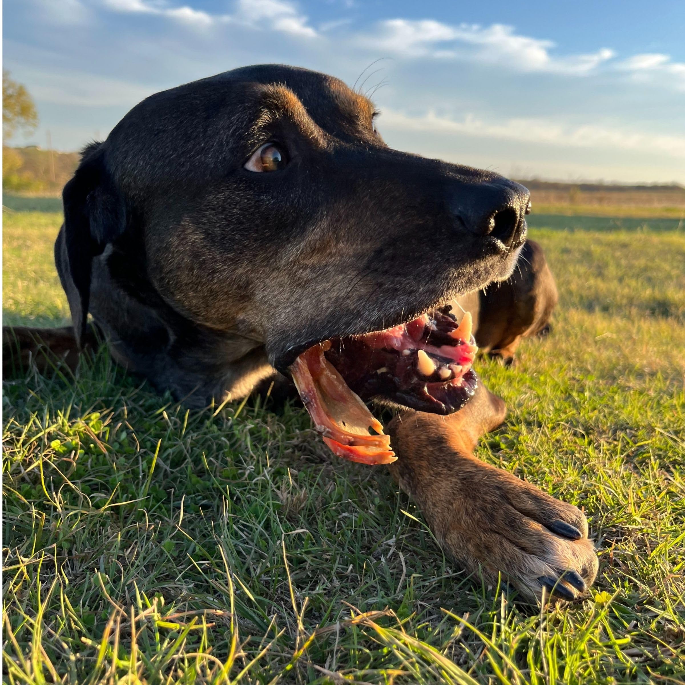 JACKS PREMIUM Dehydrated Duck Feet Dental Dog Treat All Natural Chew Fully Digestible Made in USA - Source of Glucosamine and C