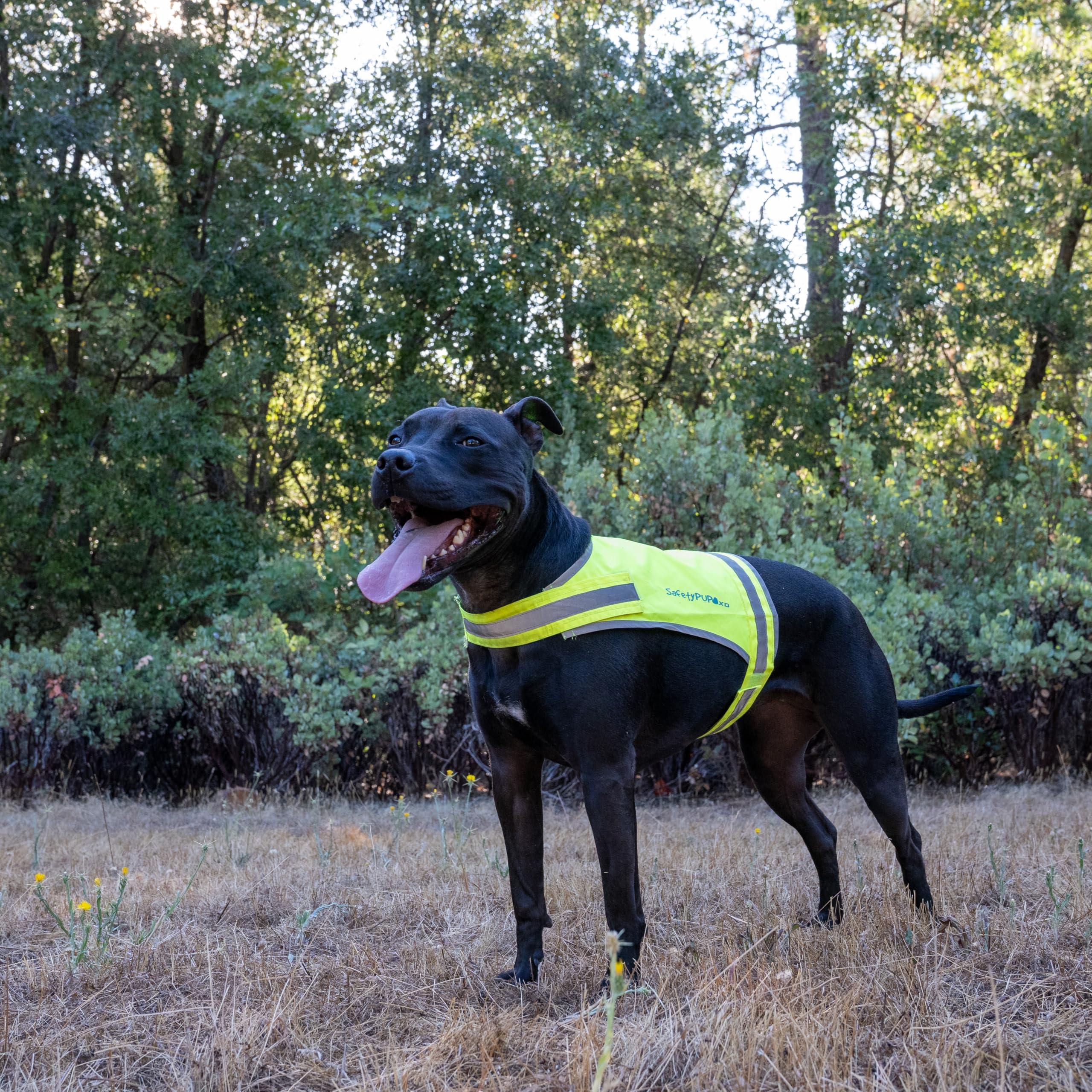 Safetypup Xd Lite Dog Vest. Coverage To Mid Back. Reflective Hi Visibility Fluorescent Yellow Fabric Helps To Keep Them In Sight