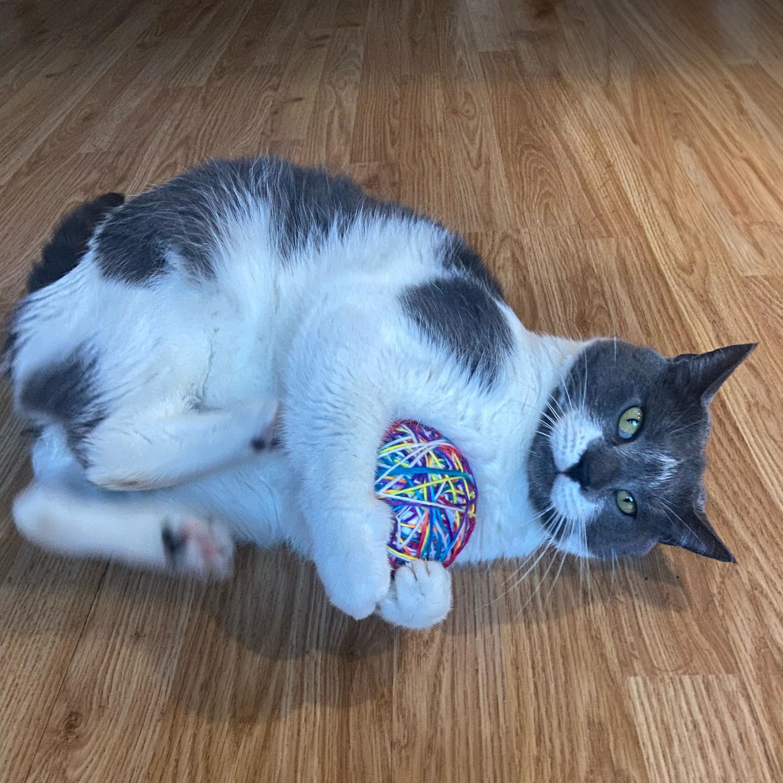 Spot Sew Much Fun- Cat Toy Yarn Ball, Foam Ball Wrapped In Colorful String, Won'T Unravel, Fun Toy For Cats And Kittens Of All Ages, Rattle Inside- 3.5In Yarn Balls