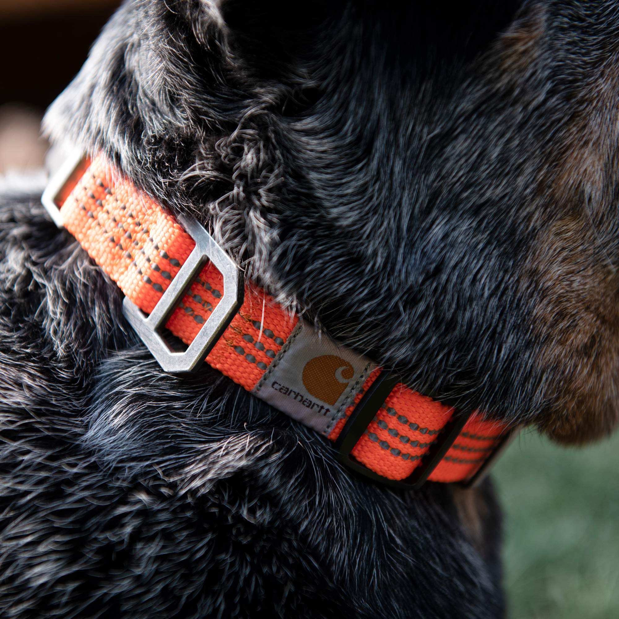Carhartt Dog Collar Hunter Orange/Brushed Nickel