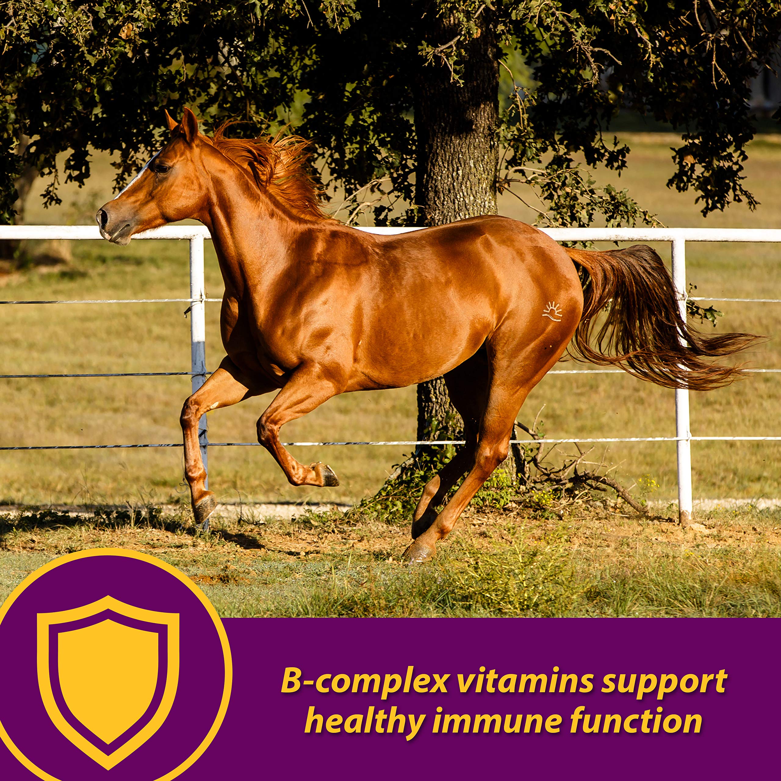 Horse Health Red Cell, Liquid Vitamin-Iron-Mineral Supplement for Horses, Helps Fill Important Nutritional Gaps in Horses Diet,